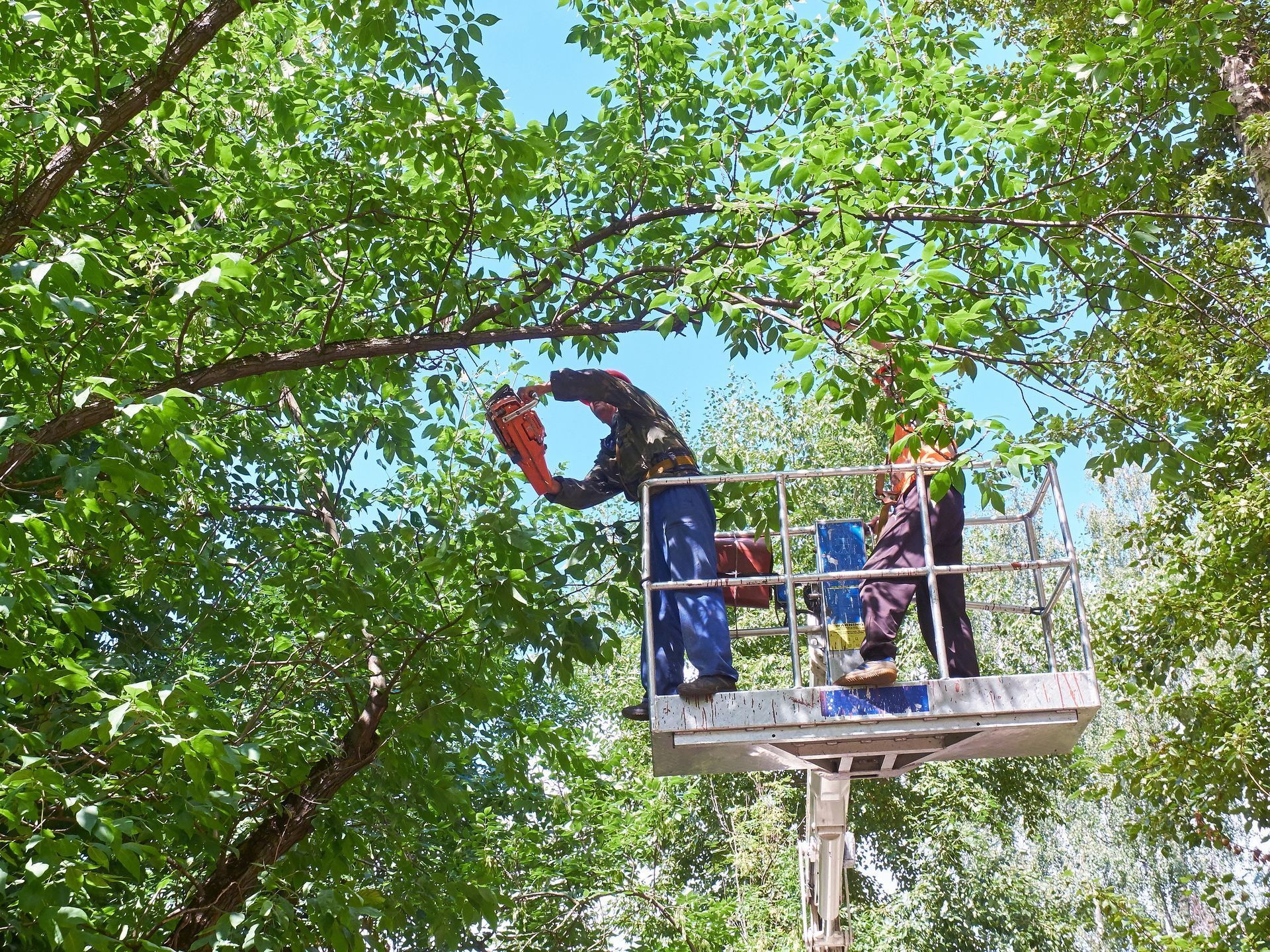 Worker in a lift using a chainsaw to prune leafy trees.