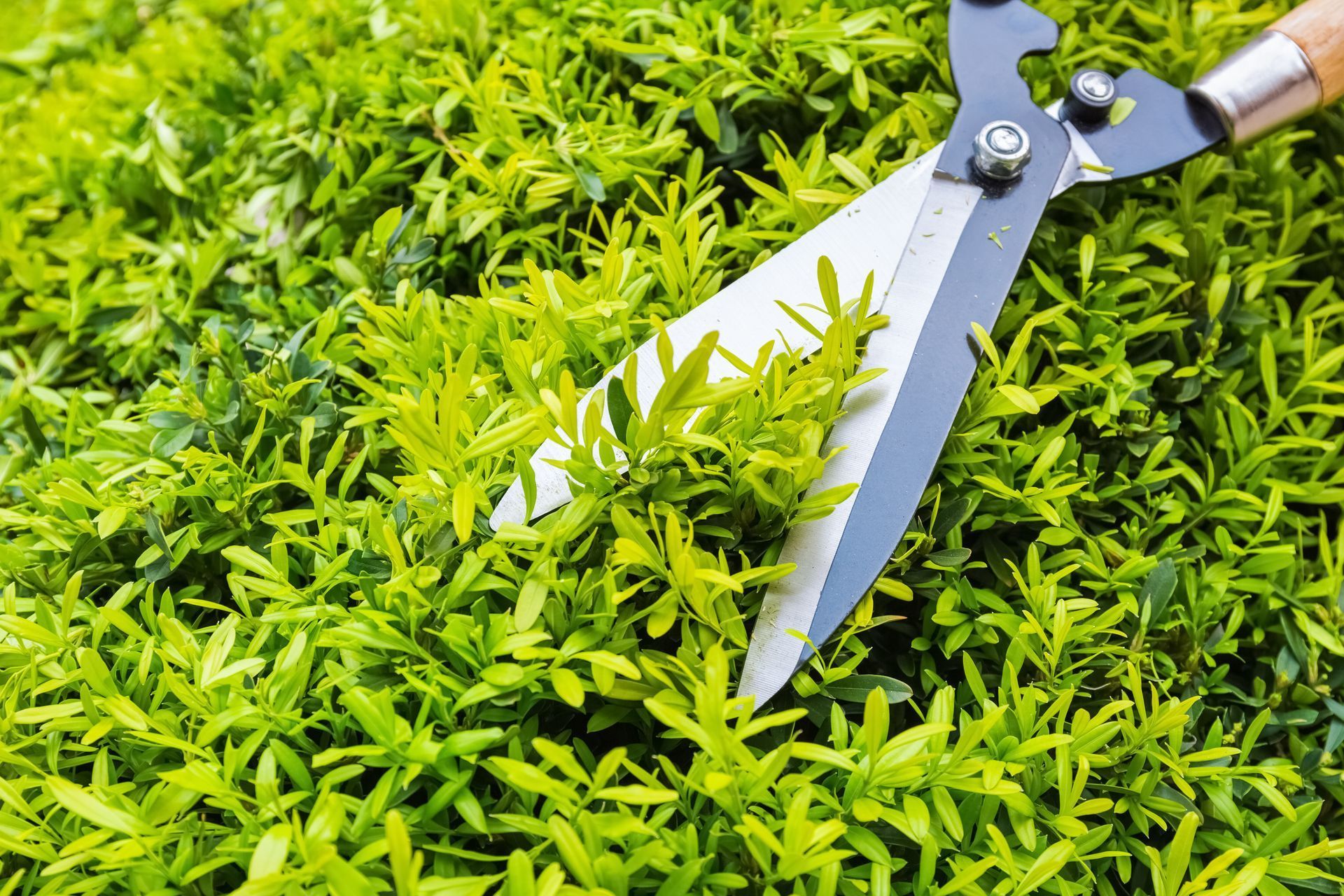 A close-up of metal hedge shears trimming a bright green, dense shrub.