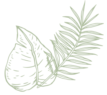 A drawing of two tropical leaves on a white background.