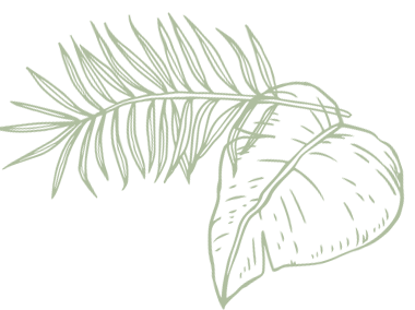 A drawing of a palm tree leaf on a white background.