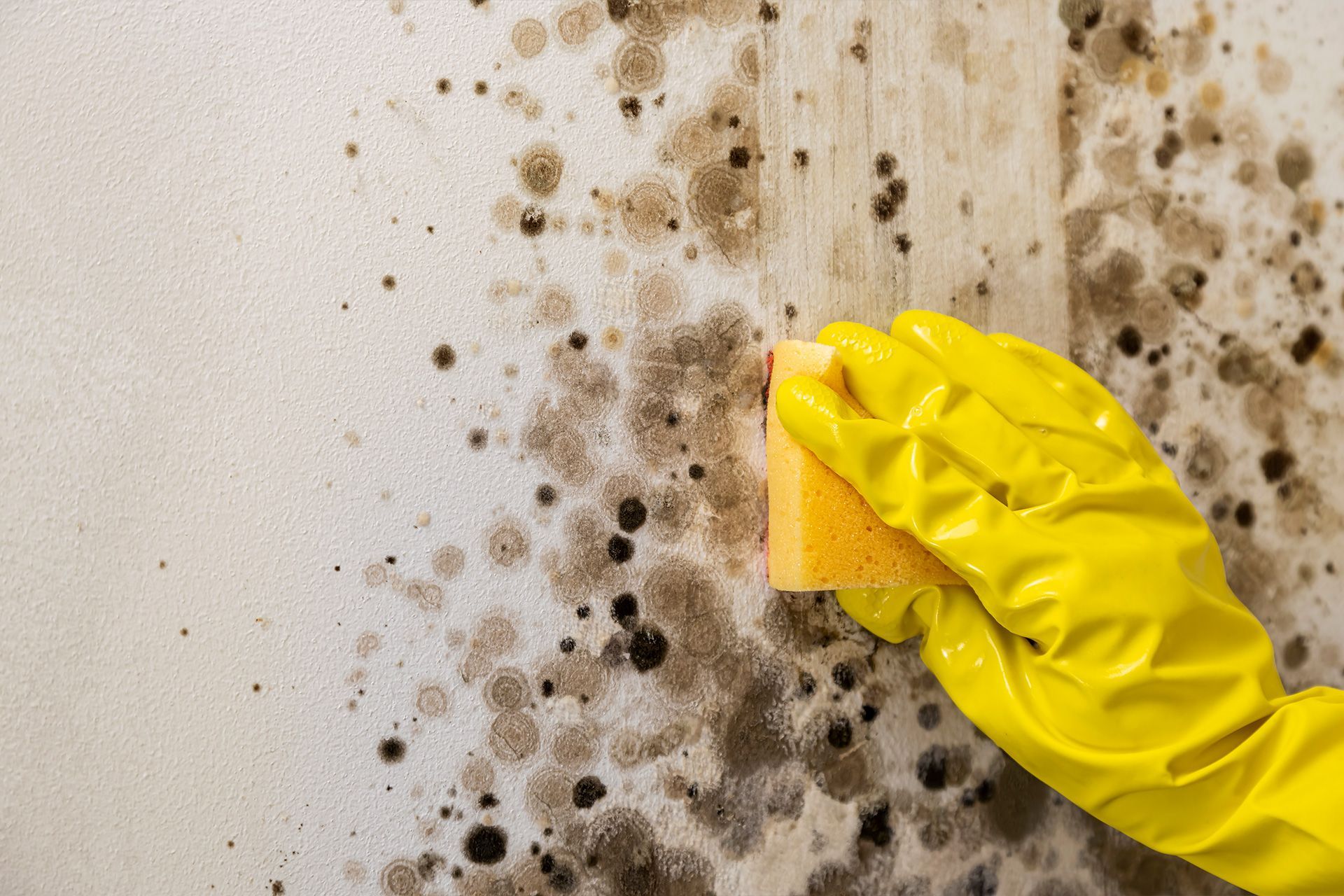 Mold Removal vs Mold Remediation: What’s the Difference?
