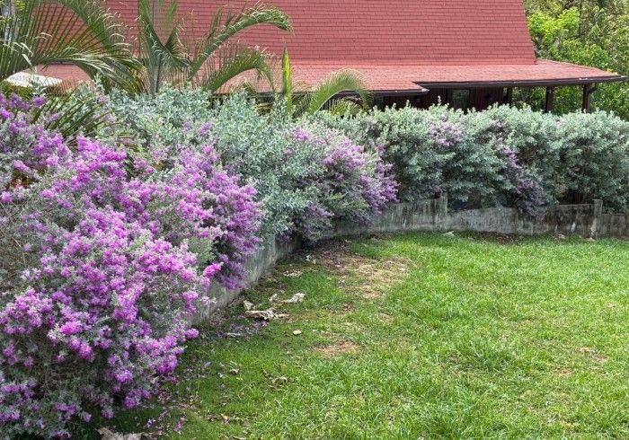 A curved row of flowering bushes with purple blooms lines a low wall in front of a house with a red roof, on green grass.