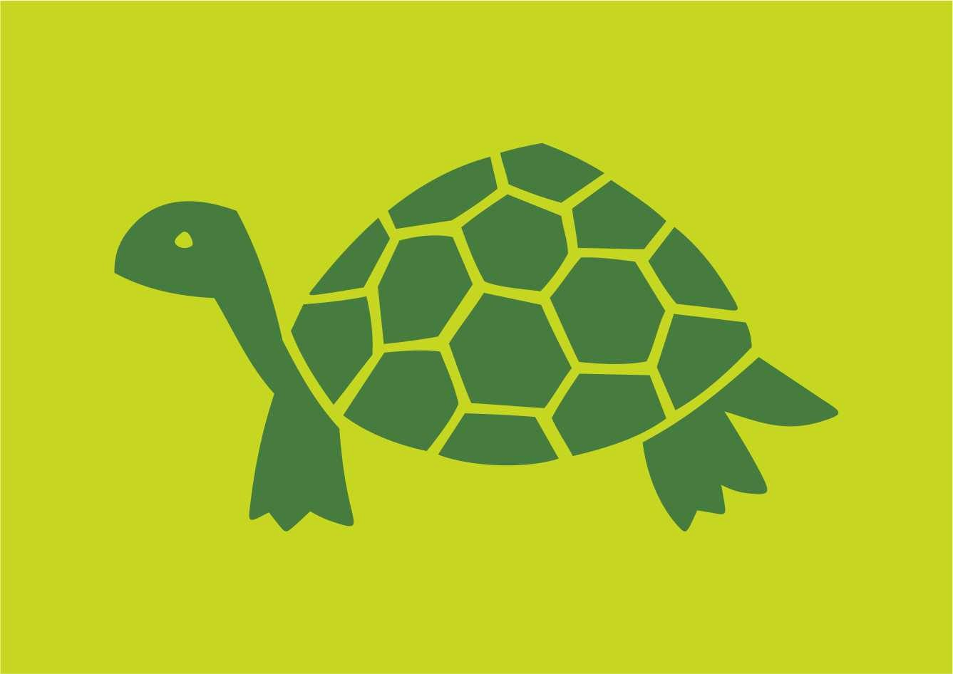 estampa desenho tartaruga edgard bittencourt natureza maluca