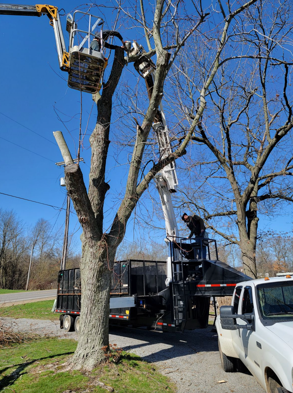 A man is cutting a tree with a crane.