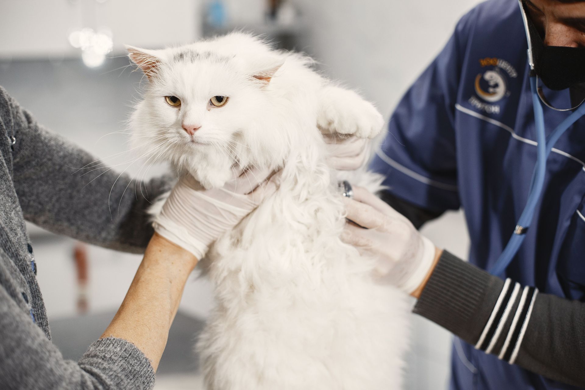 Veterinarians gently holding a white cat during an exam