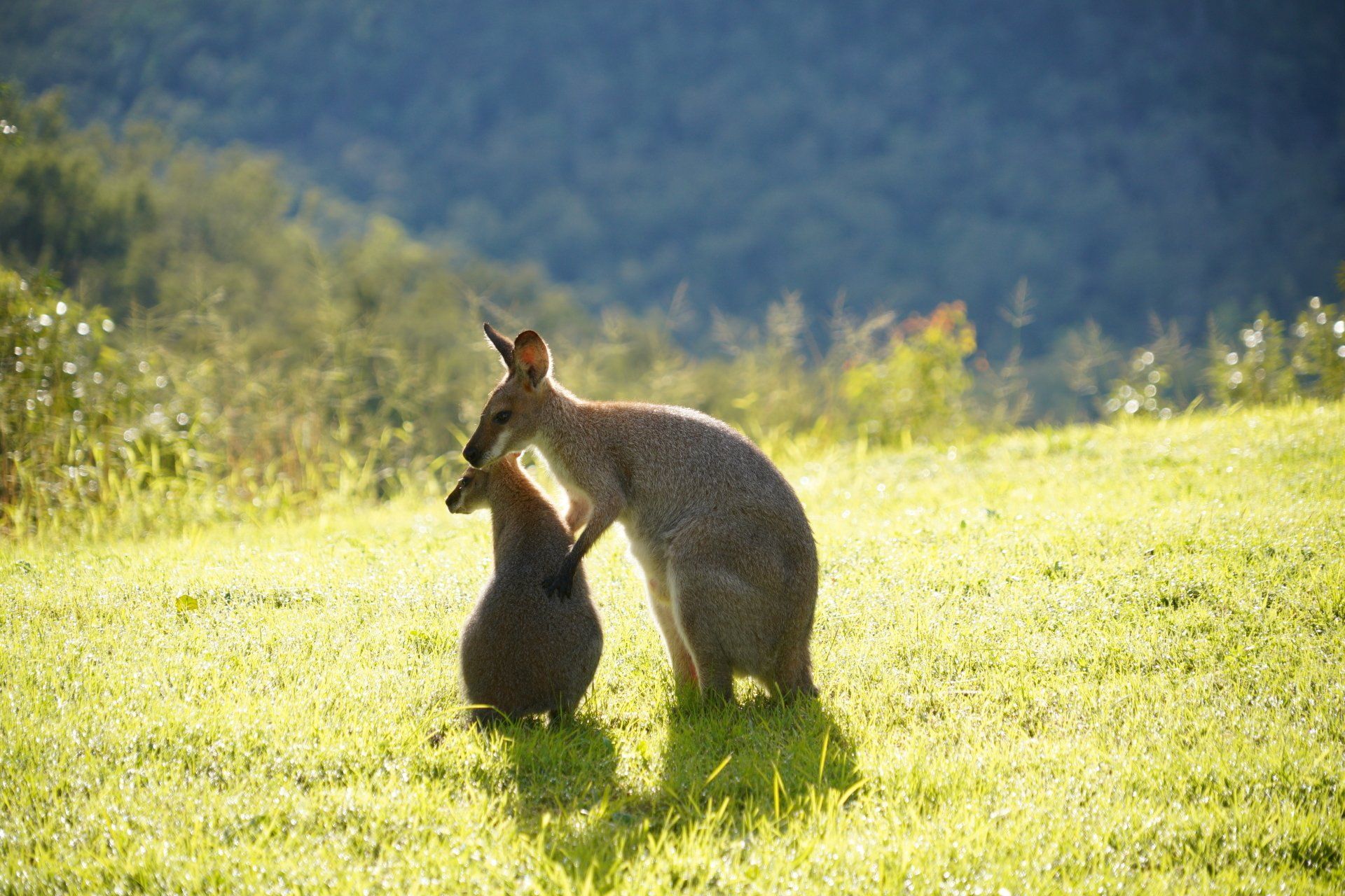 Wallaby with Joey