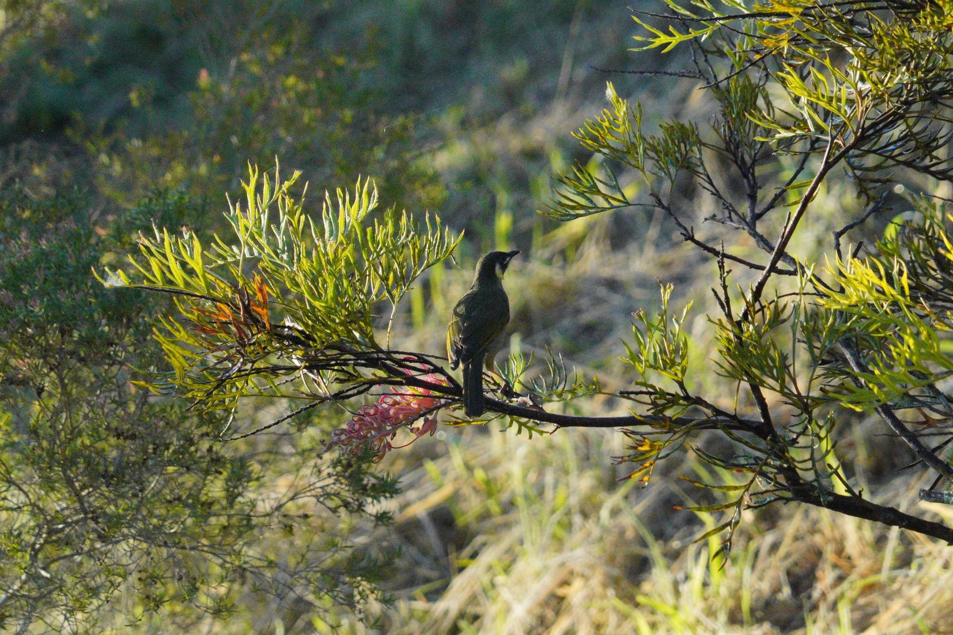 Bird Honey Eater at ecoRidge Hideaway