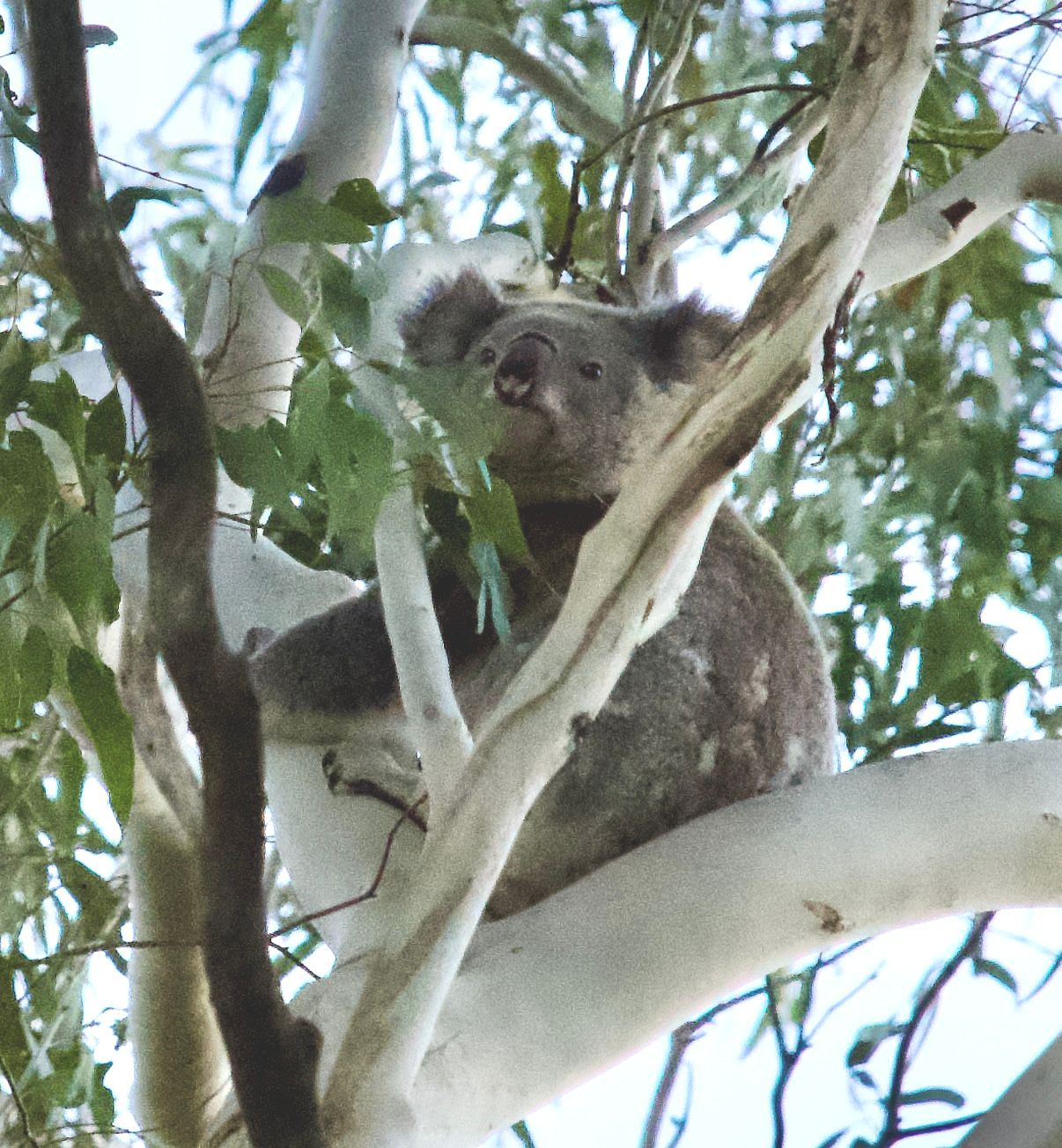 Koala at ecoRidge Hideaway