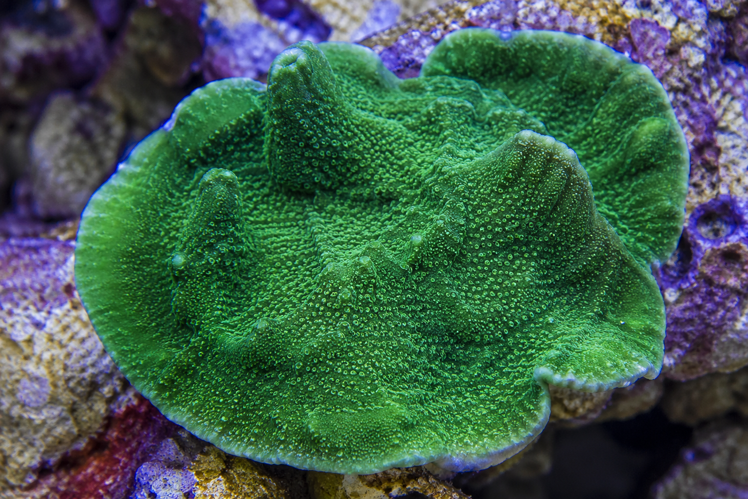 Plating Montipora