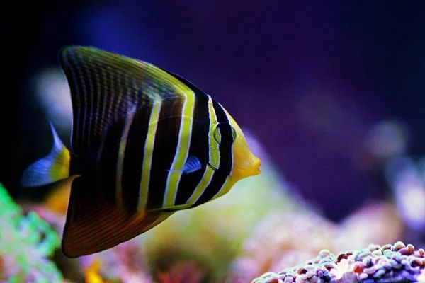 Sailfin Tang