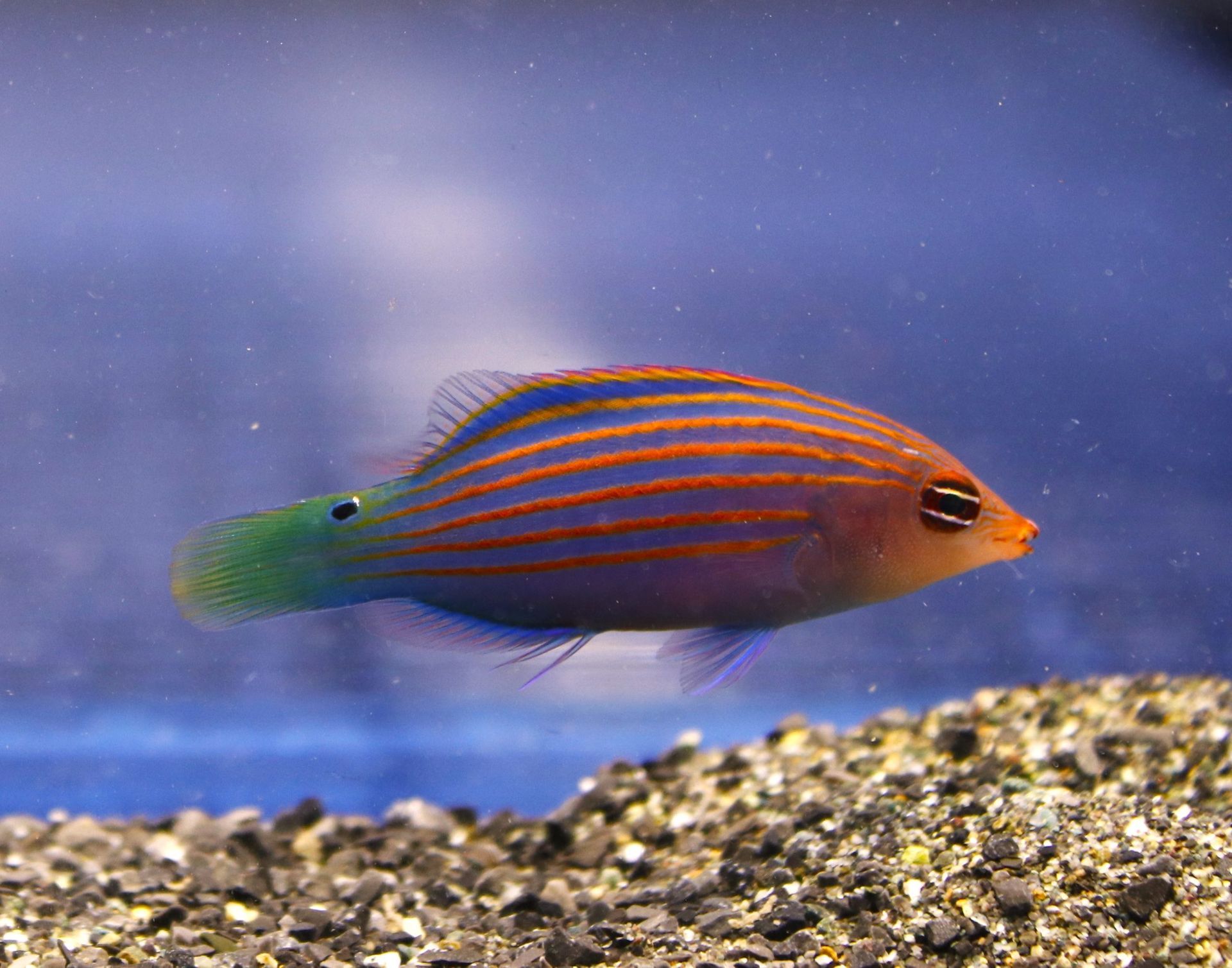 Sixline Wrasse