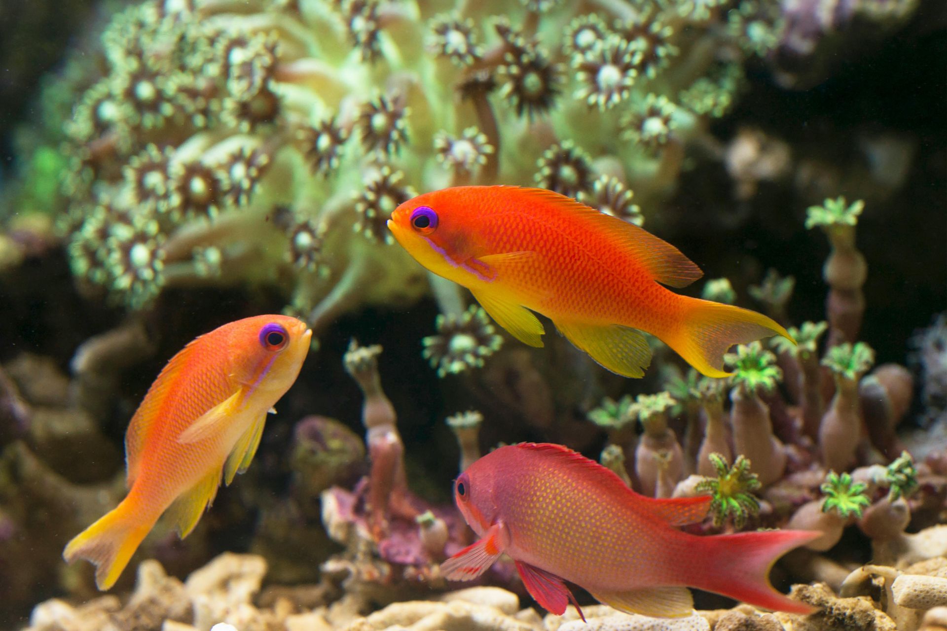 Reef Fish