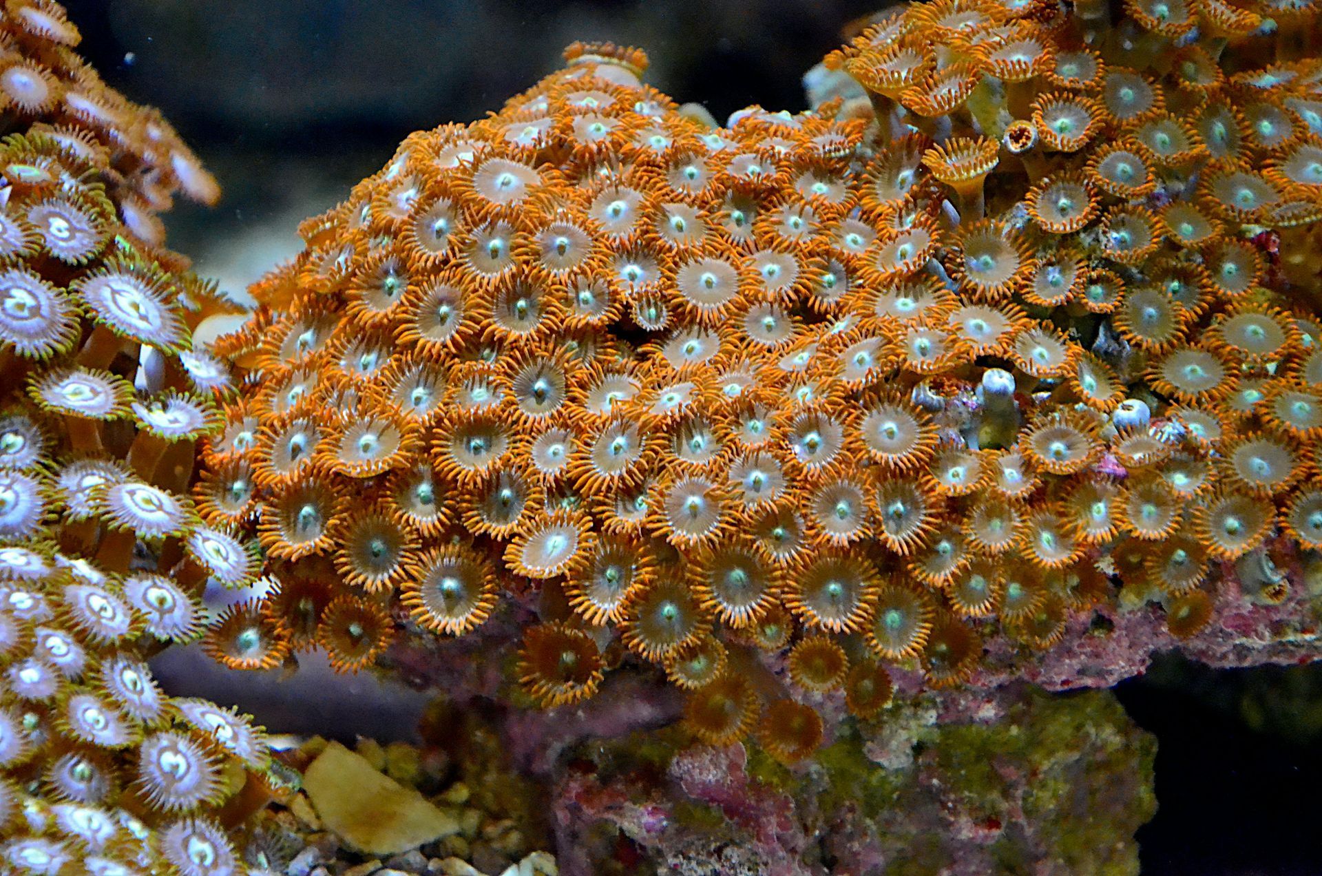 Polyps and Mushrooms