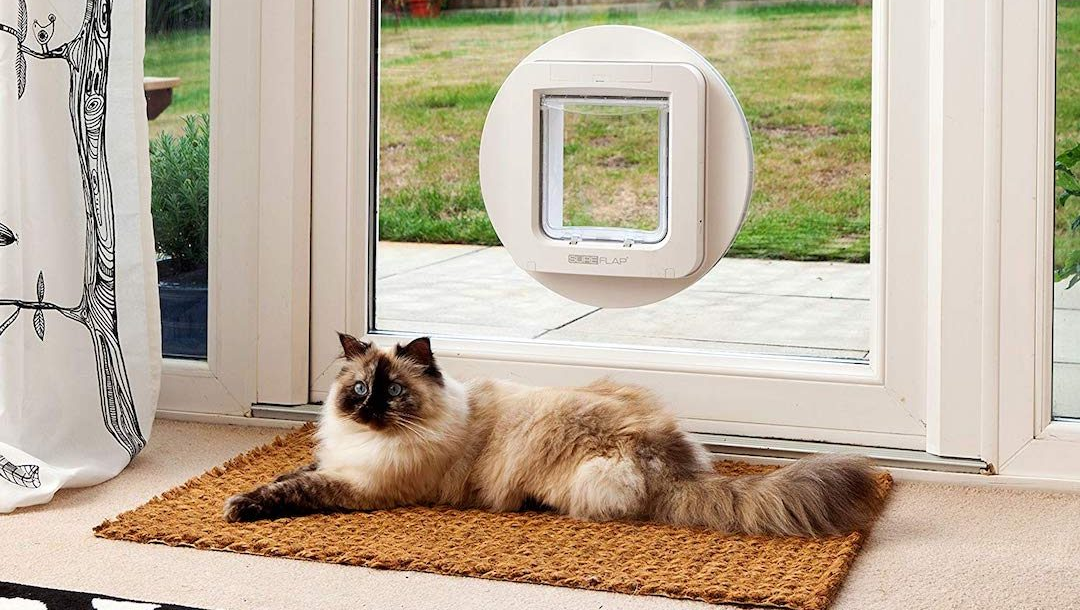 long haired cat in front of a cat flap in a glass door