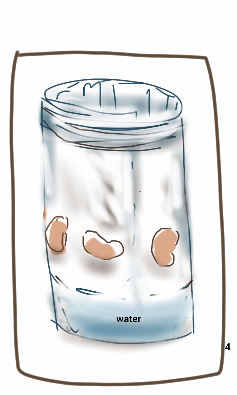 A drawing of a jar of water with beans in it