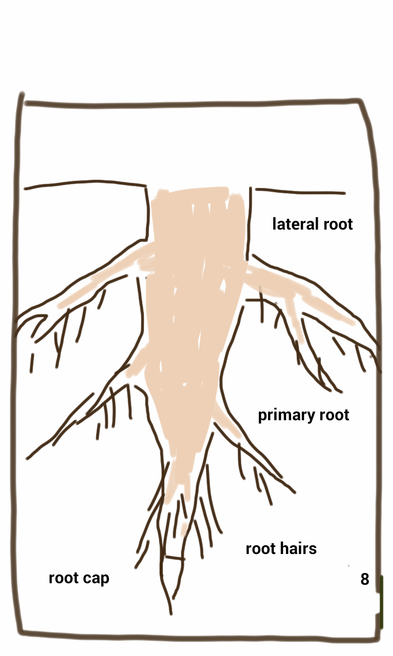 A drawing of the roots of a tree showing the lateral root primary root and root hairs