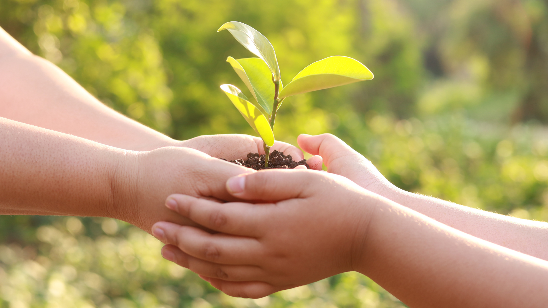 Two people are holding a small plant in their hands.