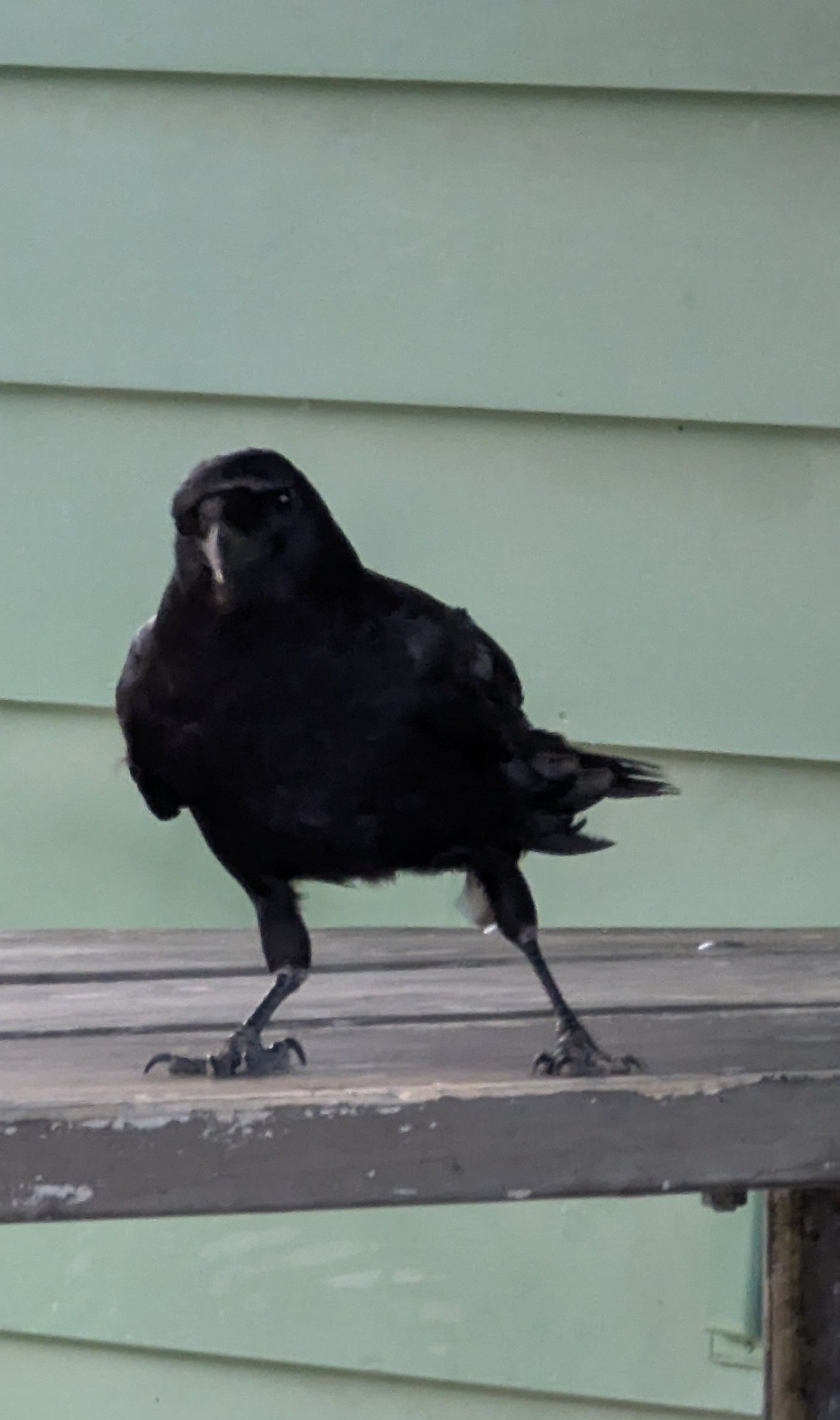 Black bird standing on a wooden surface, with green siding in the background. Bird has dark feathers and is looking towards the left.