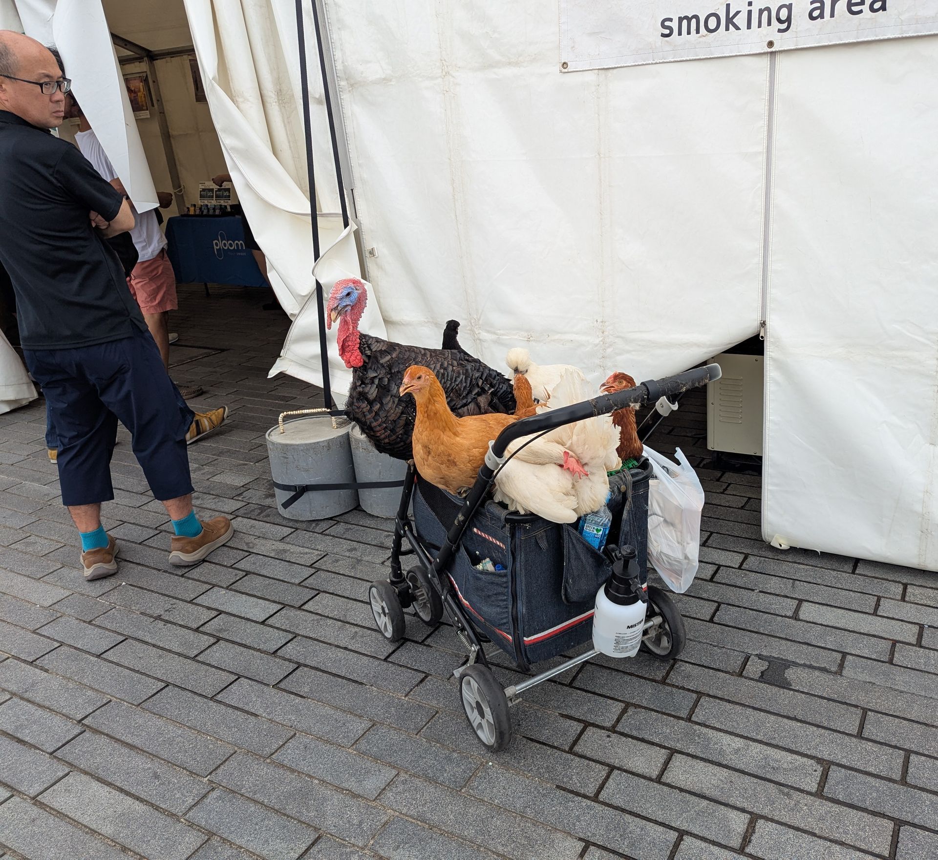 A stroller with chickens and a turkey near a building with a person looking at them.