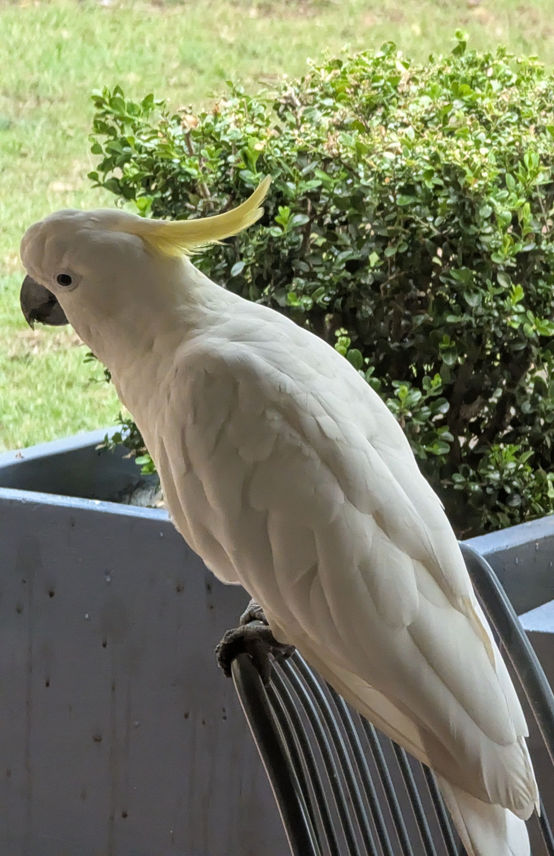Two people paddle a wooden boat on a body of water.