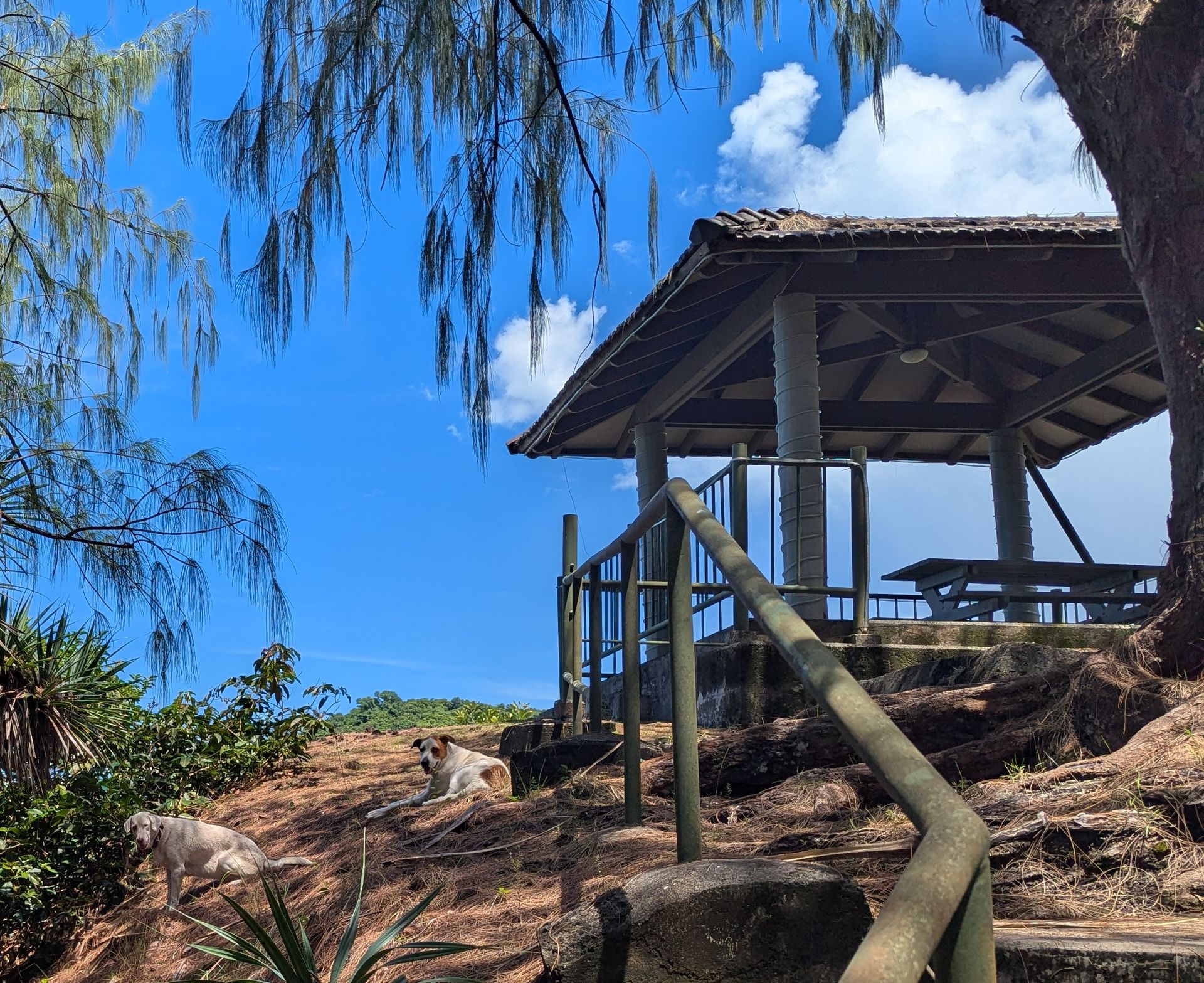 Gazebo on a hill with two dogs, with a bright blue sky and clouds in the background.