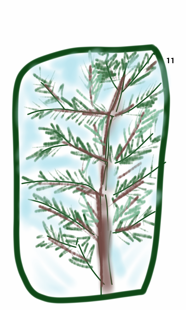 A drawing of a pine tree in a green frame