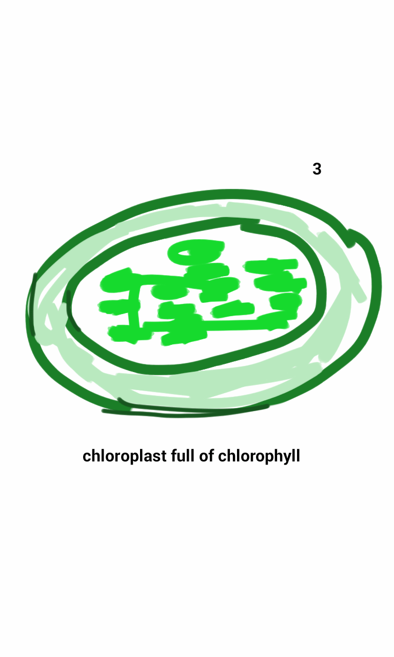 A cartoon drawing of a chloroplast full of chlorophyll.