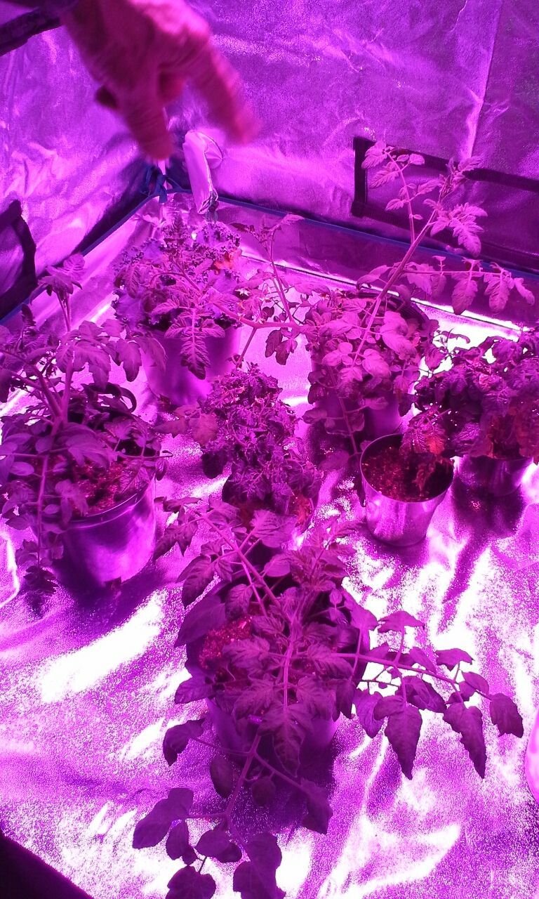 A person is standing in a room with purple lights on plants.