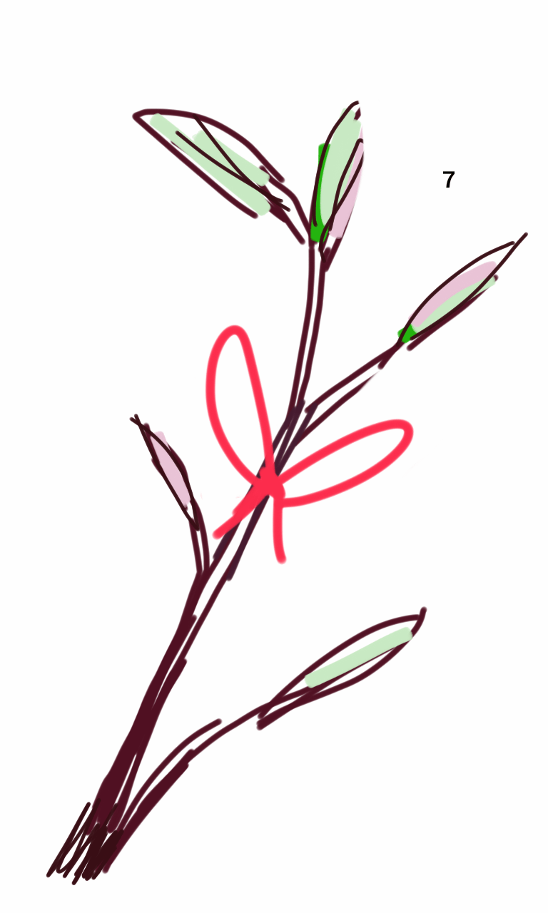 A drawing of a plant with a red s on it