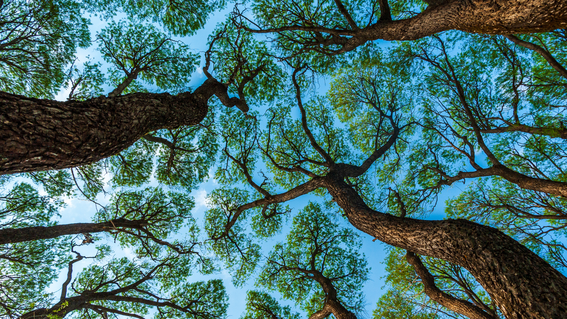 Looking up at a tree with lots of leaves against a blue sky.