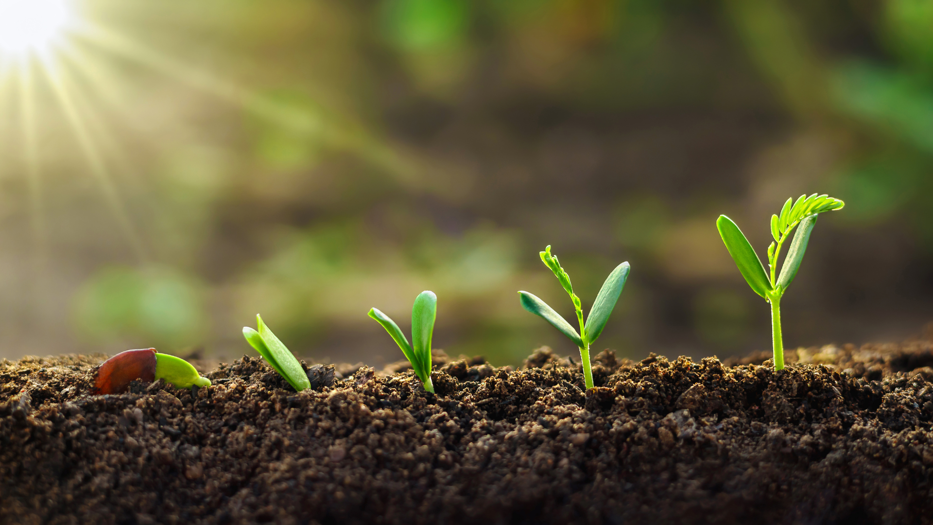 A row of small plants growing out of the soil.