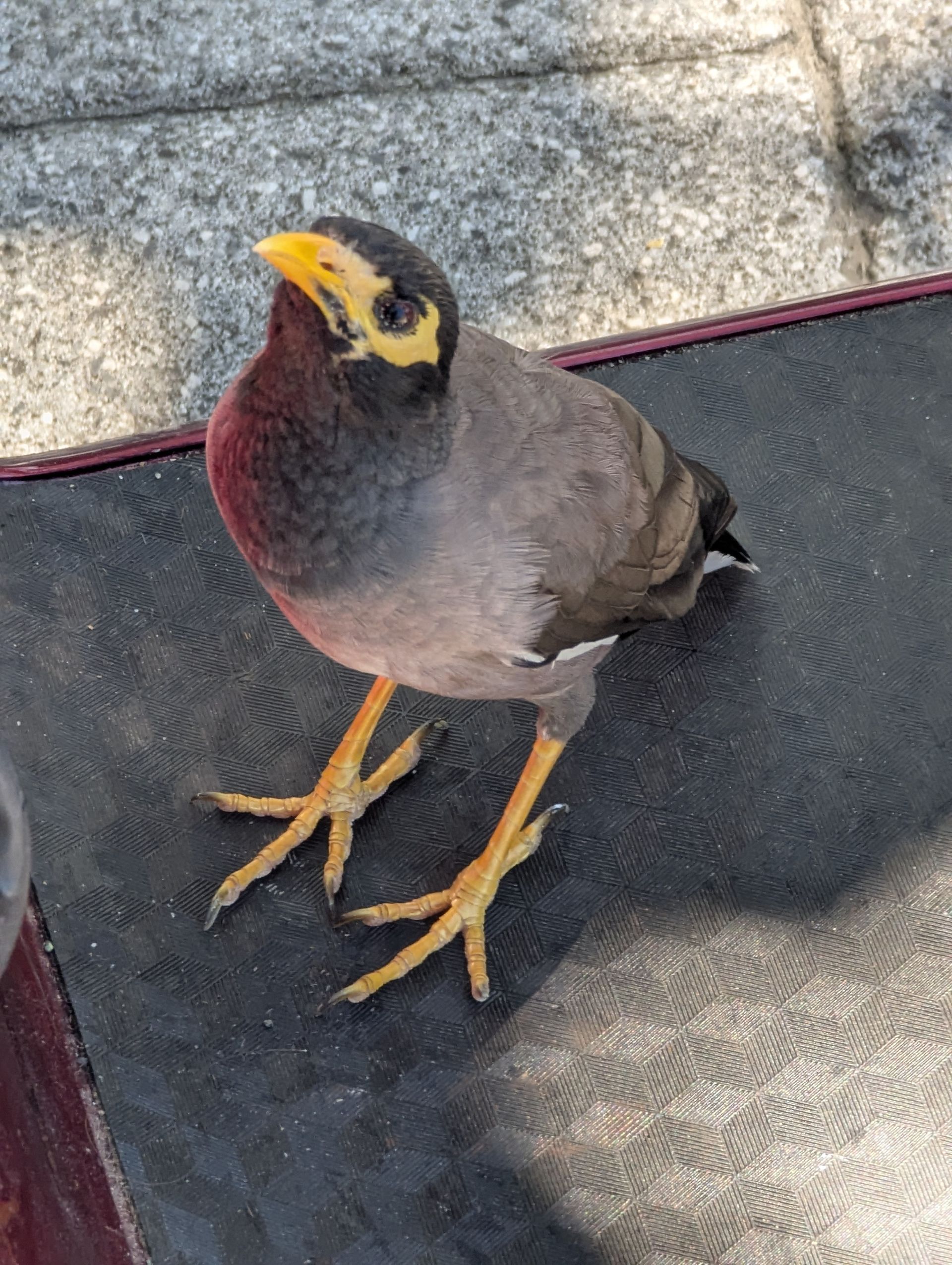 Gray and brown myna bird with yellow beak and legs, standing on a dark surface.