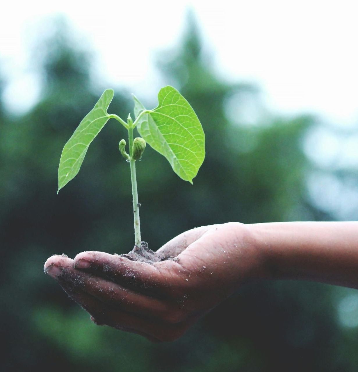 A person is holding a small plant in their hands