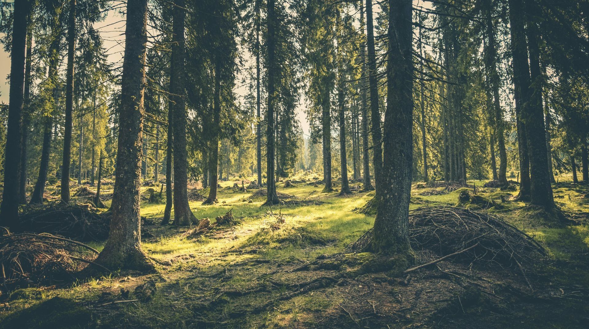 The sun is shining through the trees in the forest.