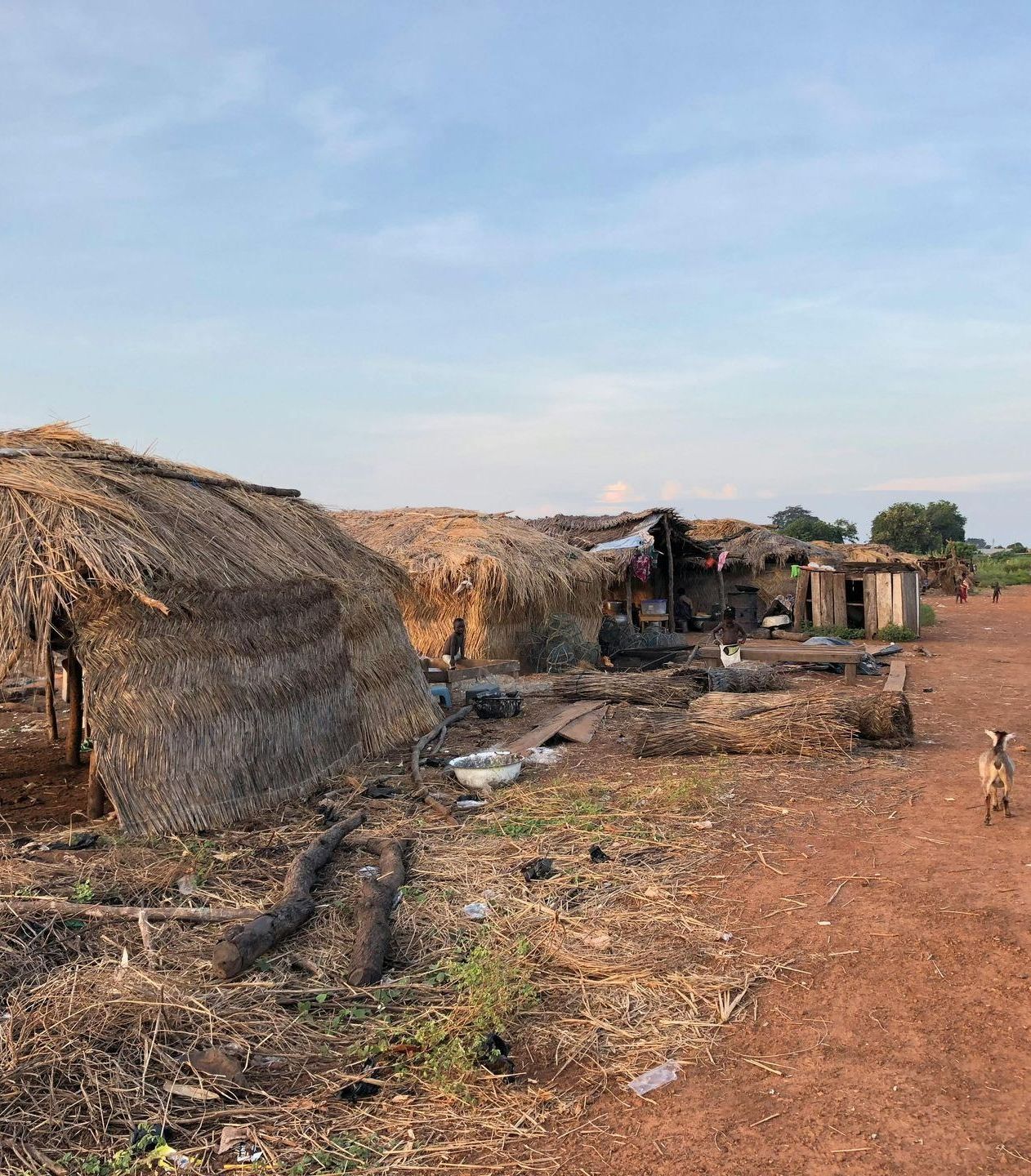 A goat is walking down a dirt road next to a thatched hut.