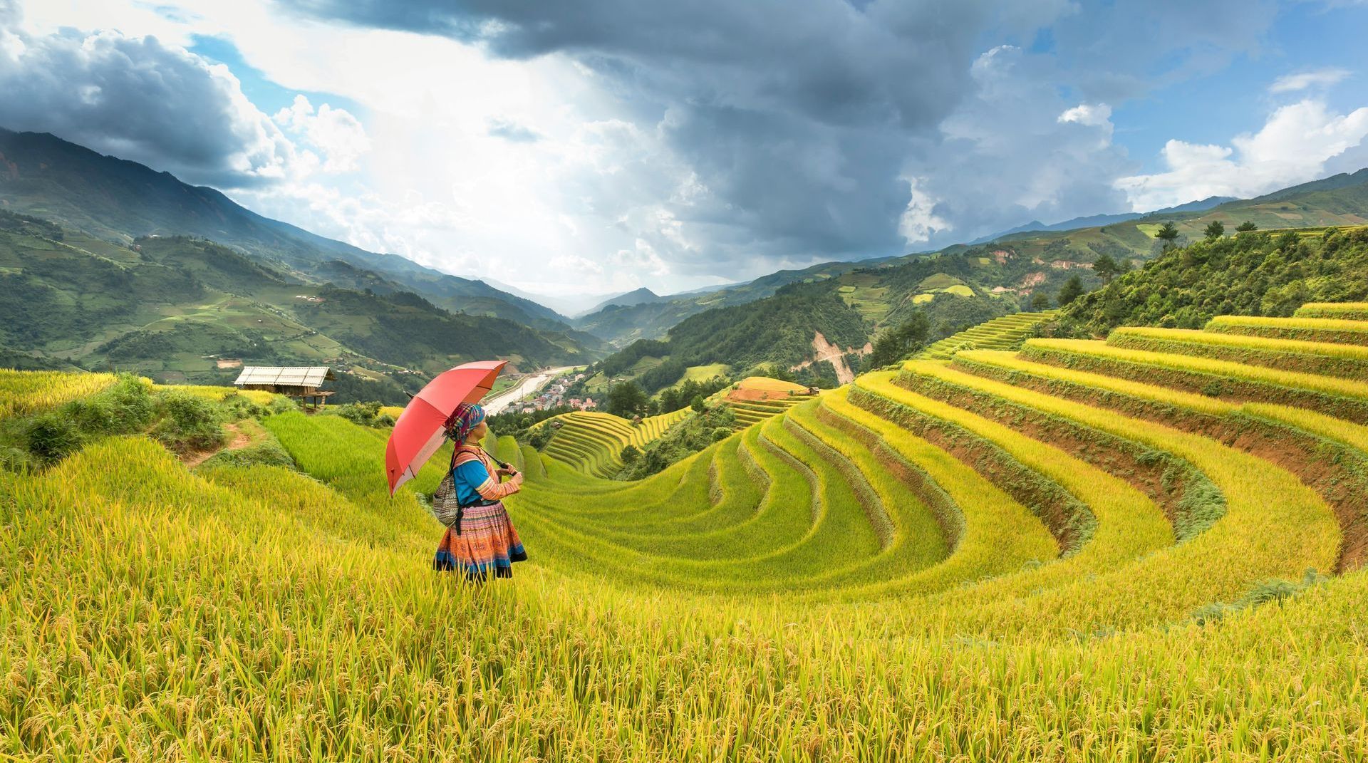 A woman is holding an umbrella in a field of rice.