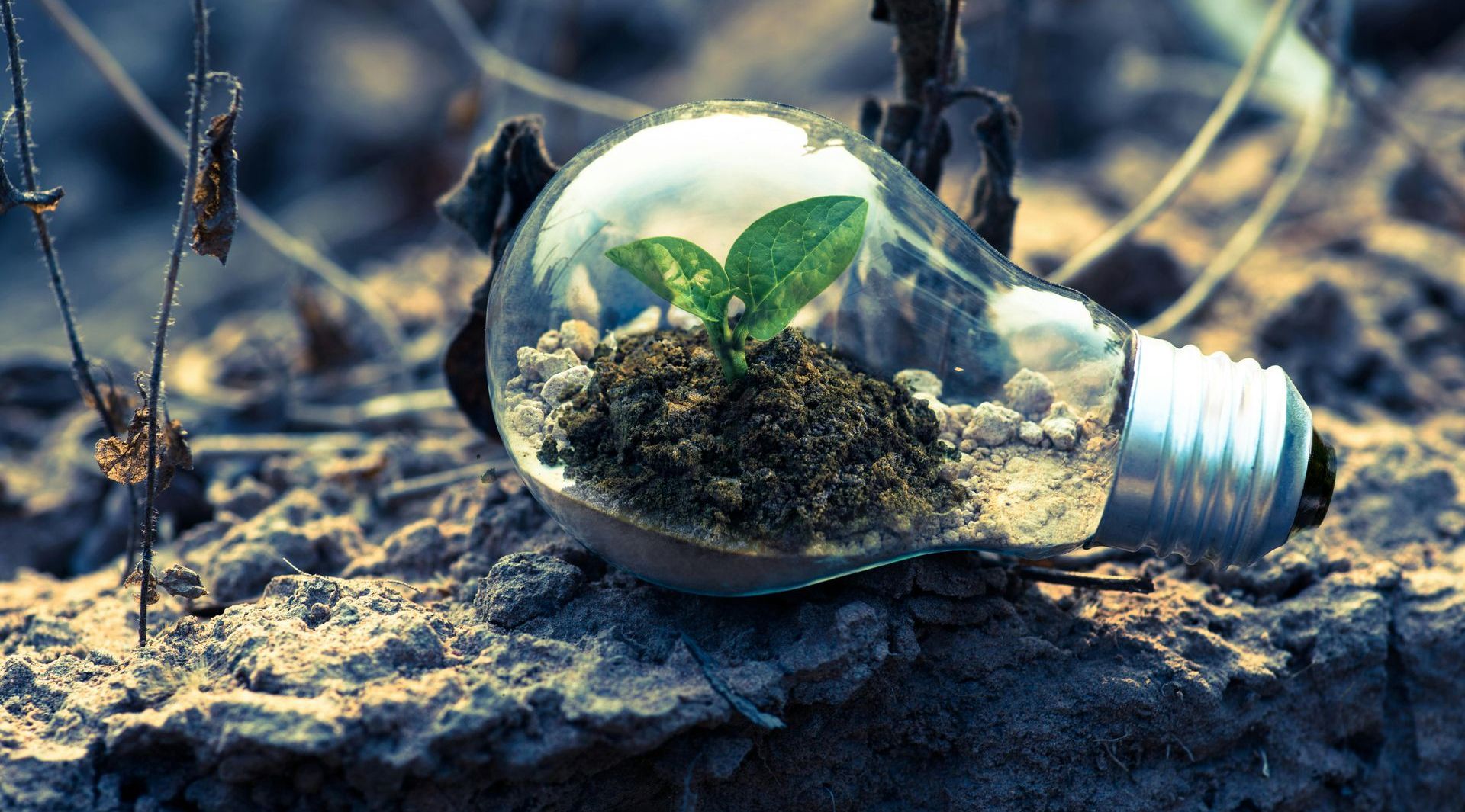 A light bulb with a plant growing inside of it.