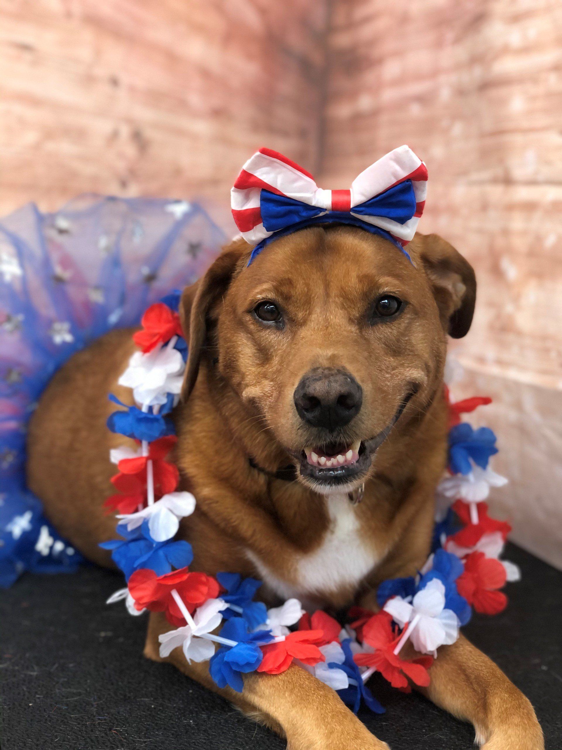 Dog Wearing Hawaiian Costume | Punta Gorda, FL | Adorable Dogs