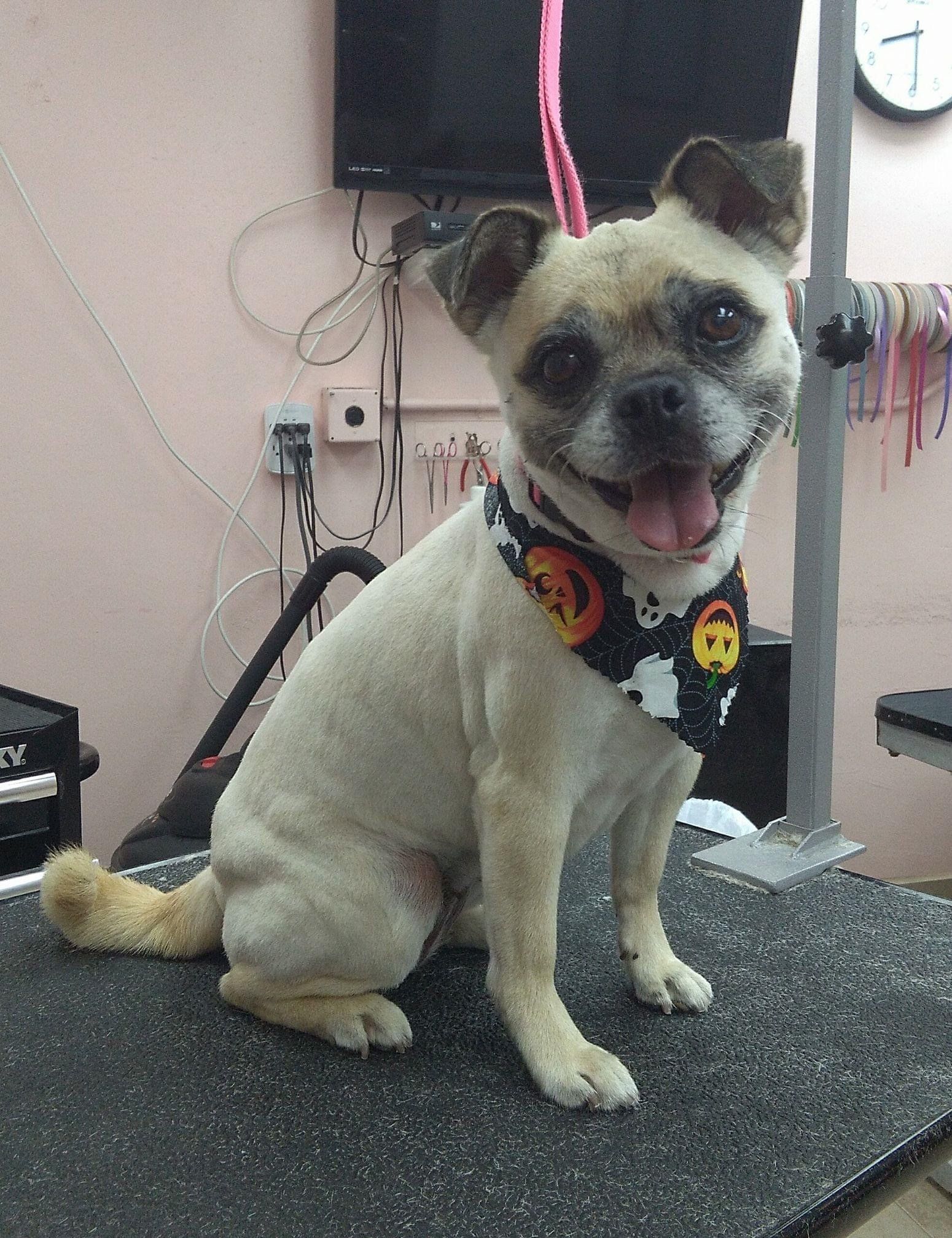 Groomed Pug | Punta Gorda, FL | Adorable Dogs