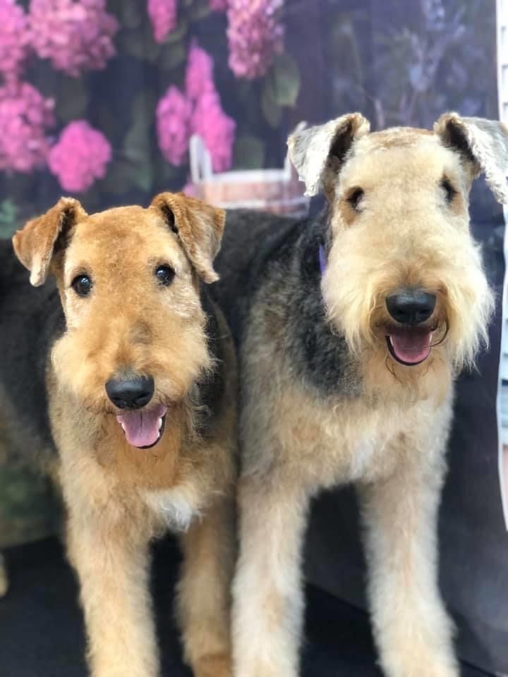 Brown and Black Dog — Punta Gorda, FL — Adorable Dogs Inc