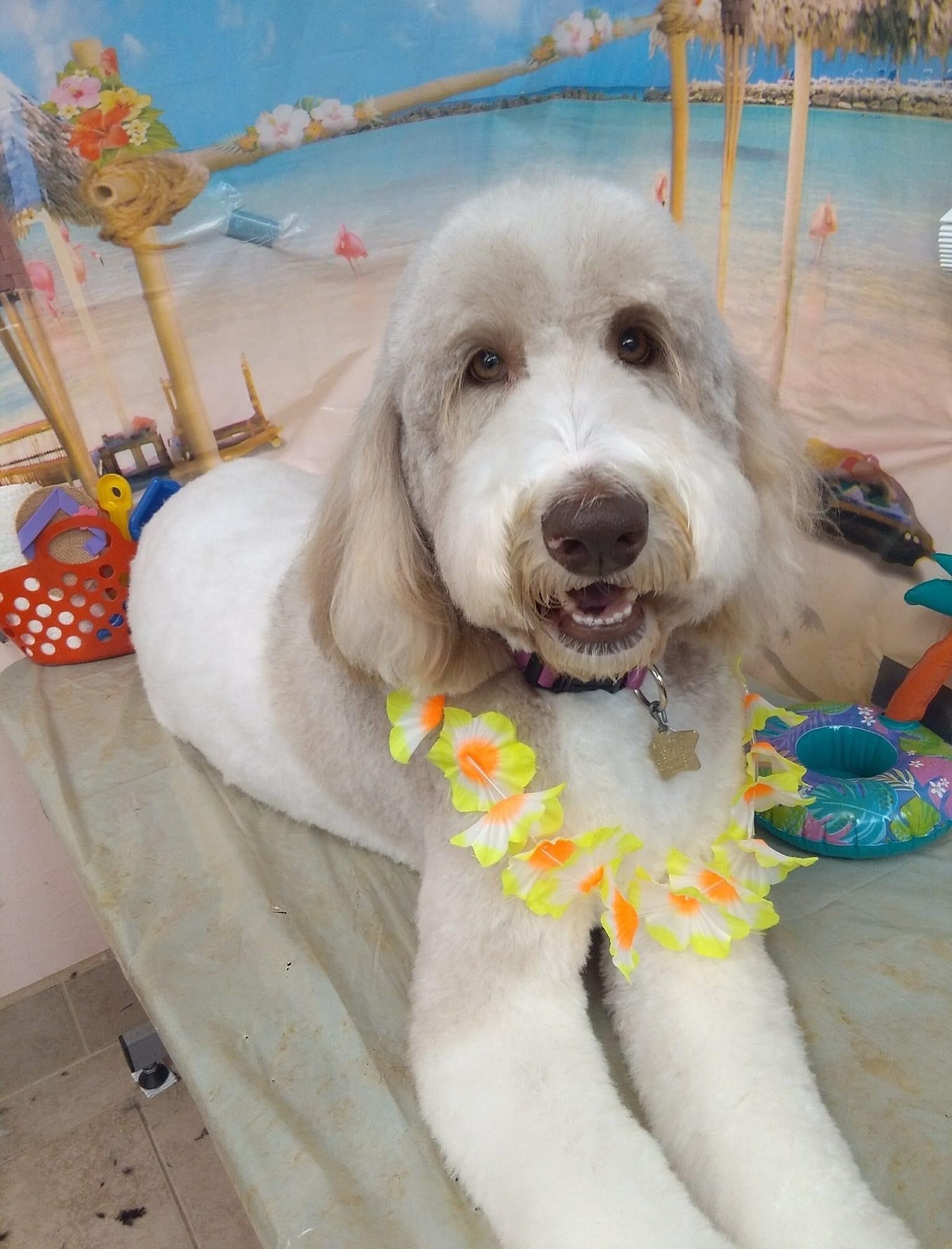 White Dog with Neck Flowers Costume | Punta Gorda, FL | Adorable Dogs