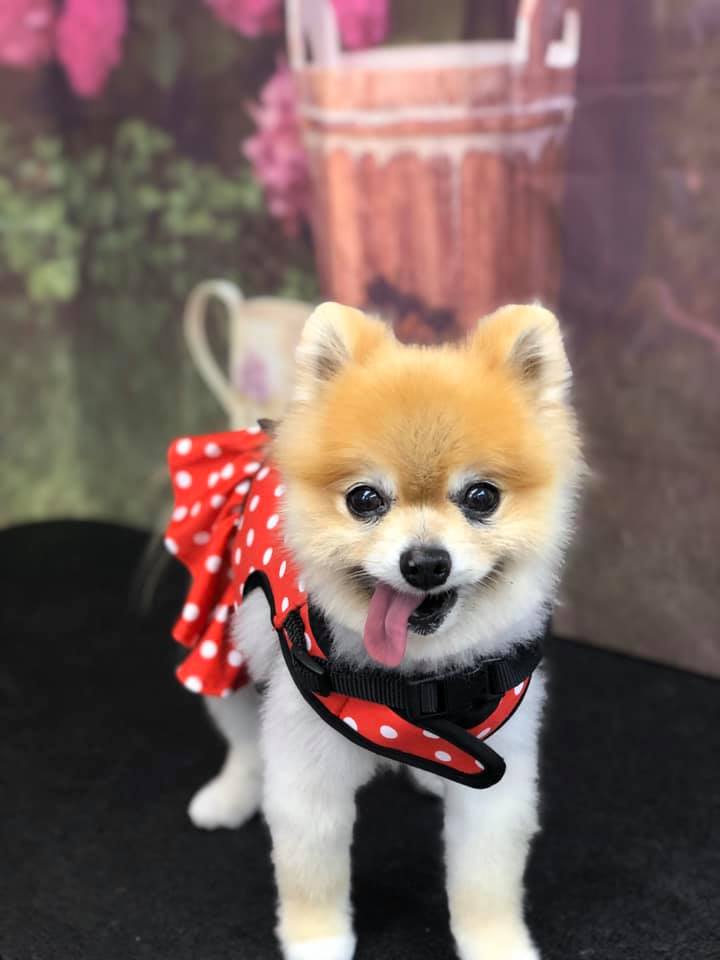 Pomeranian — Punta Gorda, FL — Adorable Dogs Inc