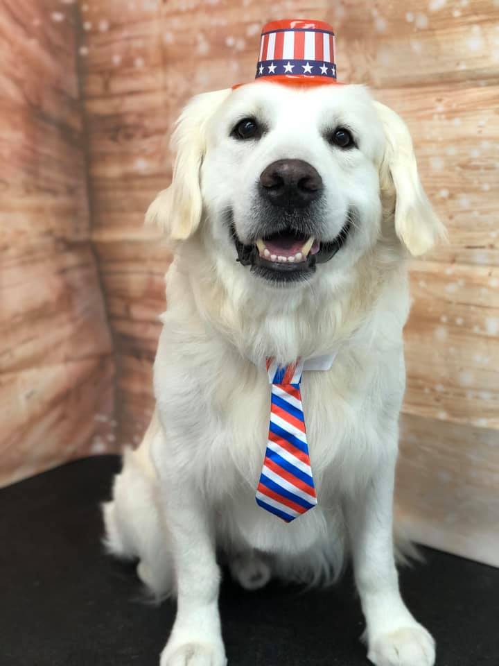 Cute White Dog — Punta Gorda, FL — Adorable Dogs Inc