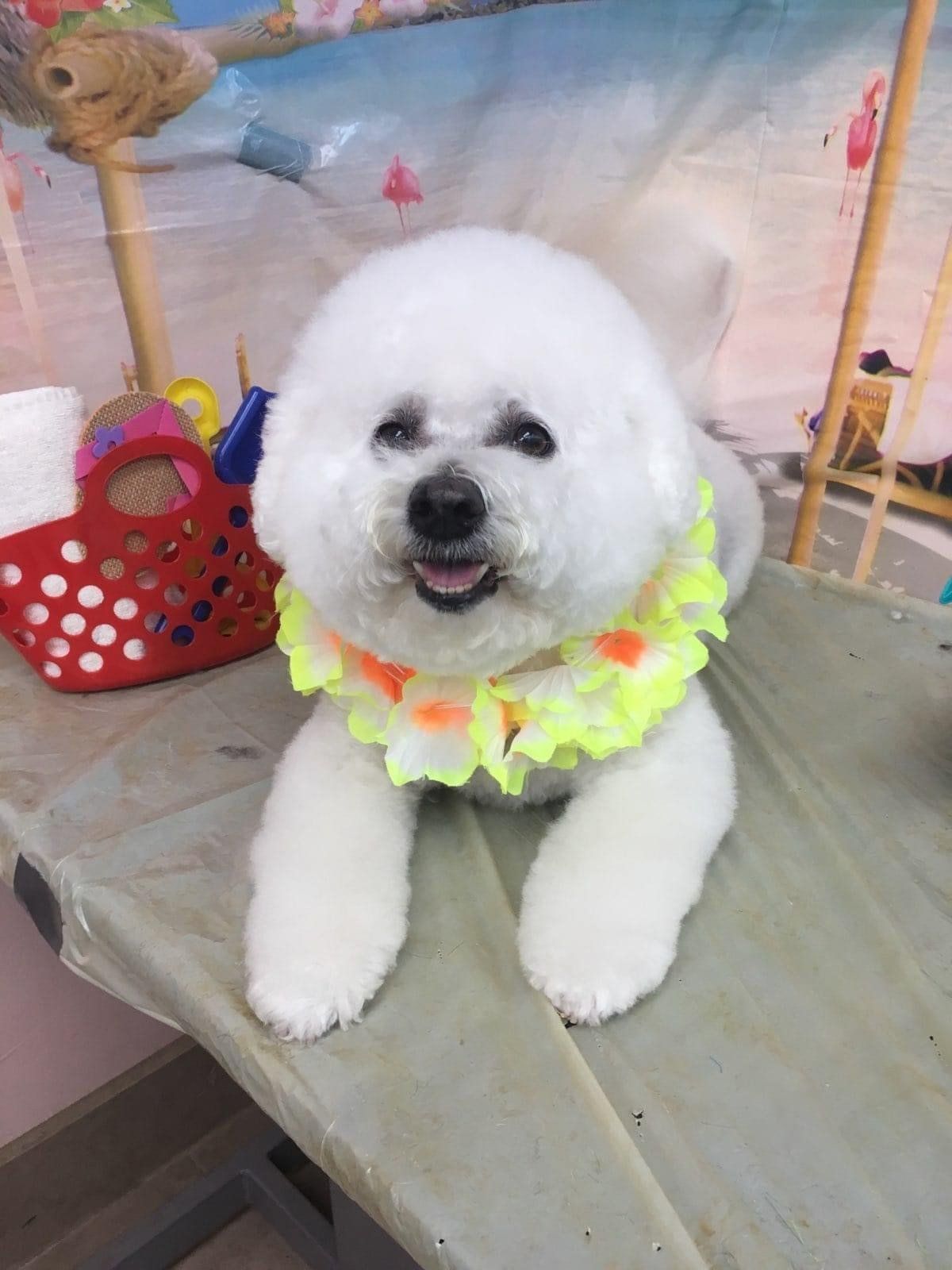 White Dog with Neck Costume | Punta Gorda, FL | Adorable Dogs
