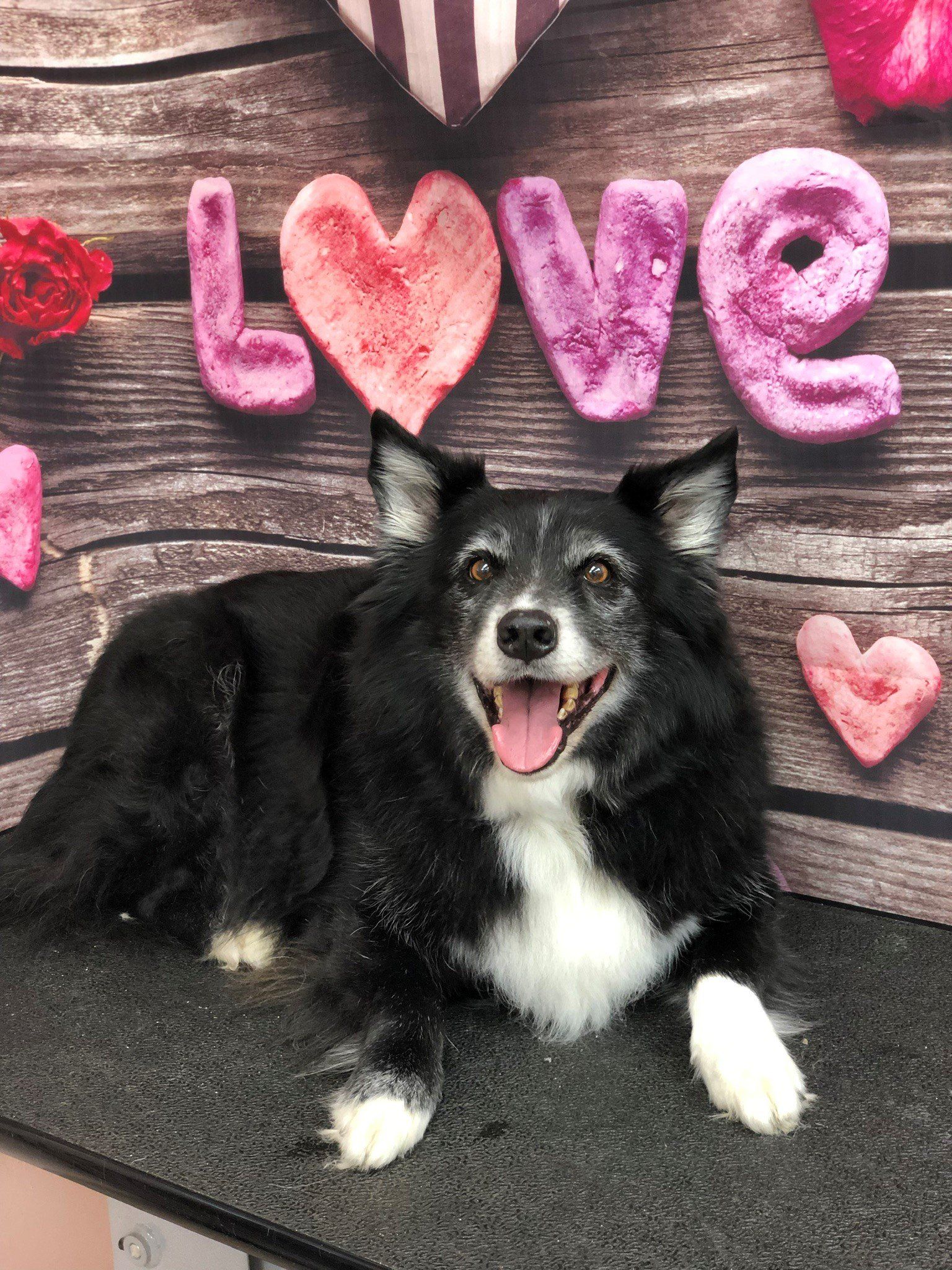 Black and White Dog | Punta Gorda, FL | Adorable Dogs