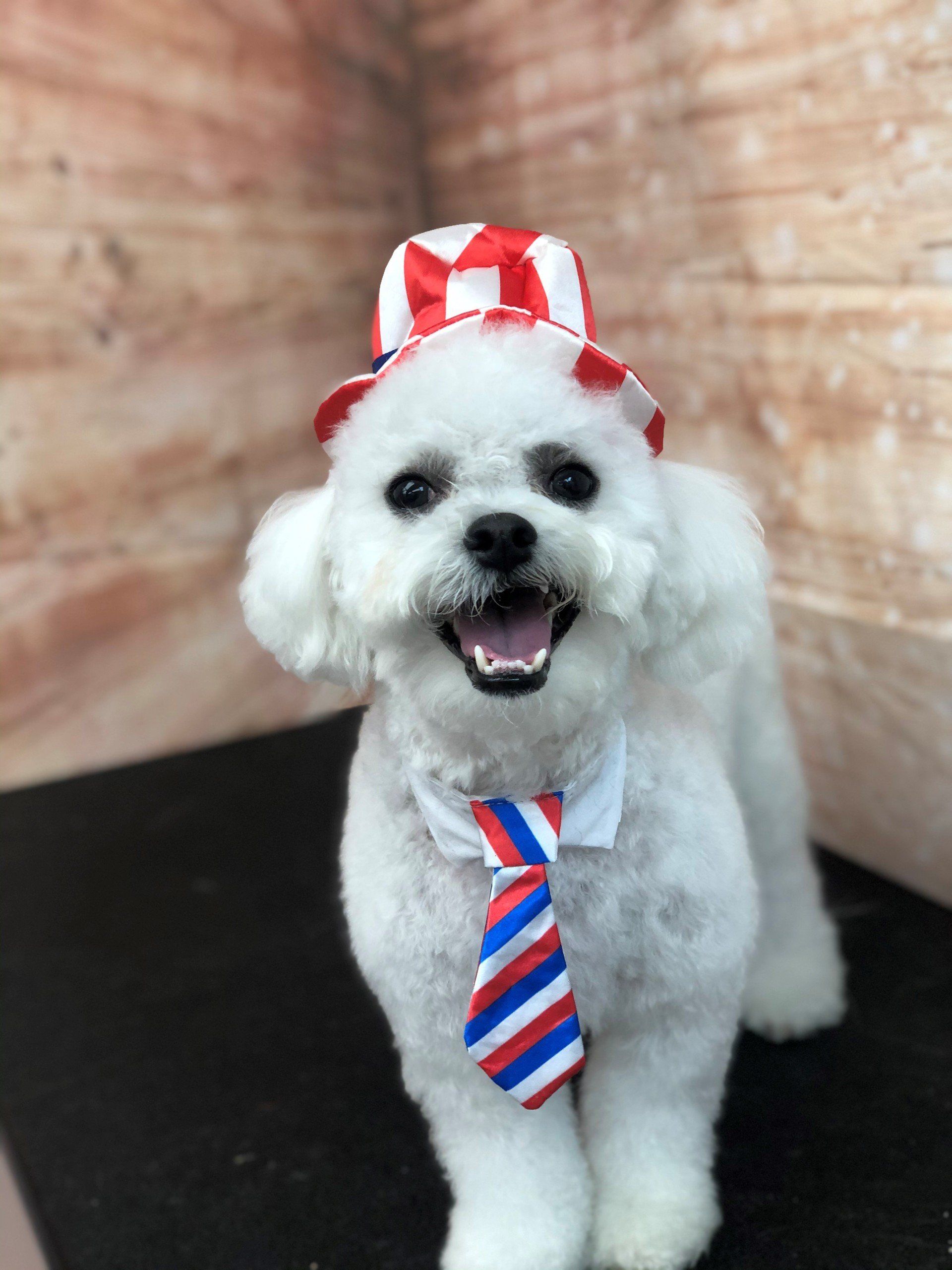 White Puppy with Hat | Punta Gorda, FL | Adorable Dogs