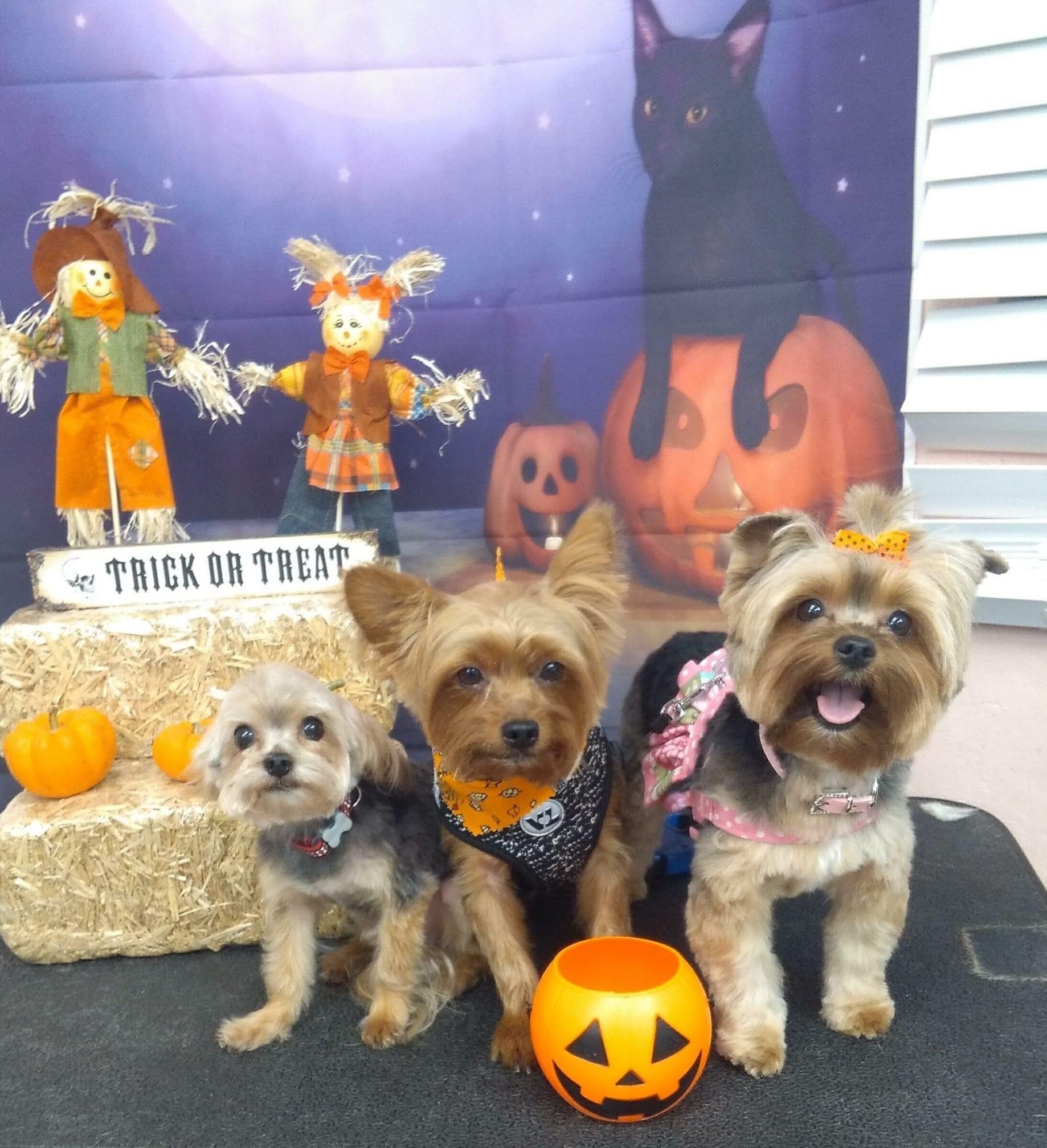 Three Cute Puppies | Punta Gorda, FL | Adorable Dogs