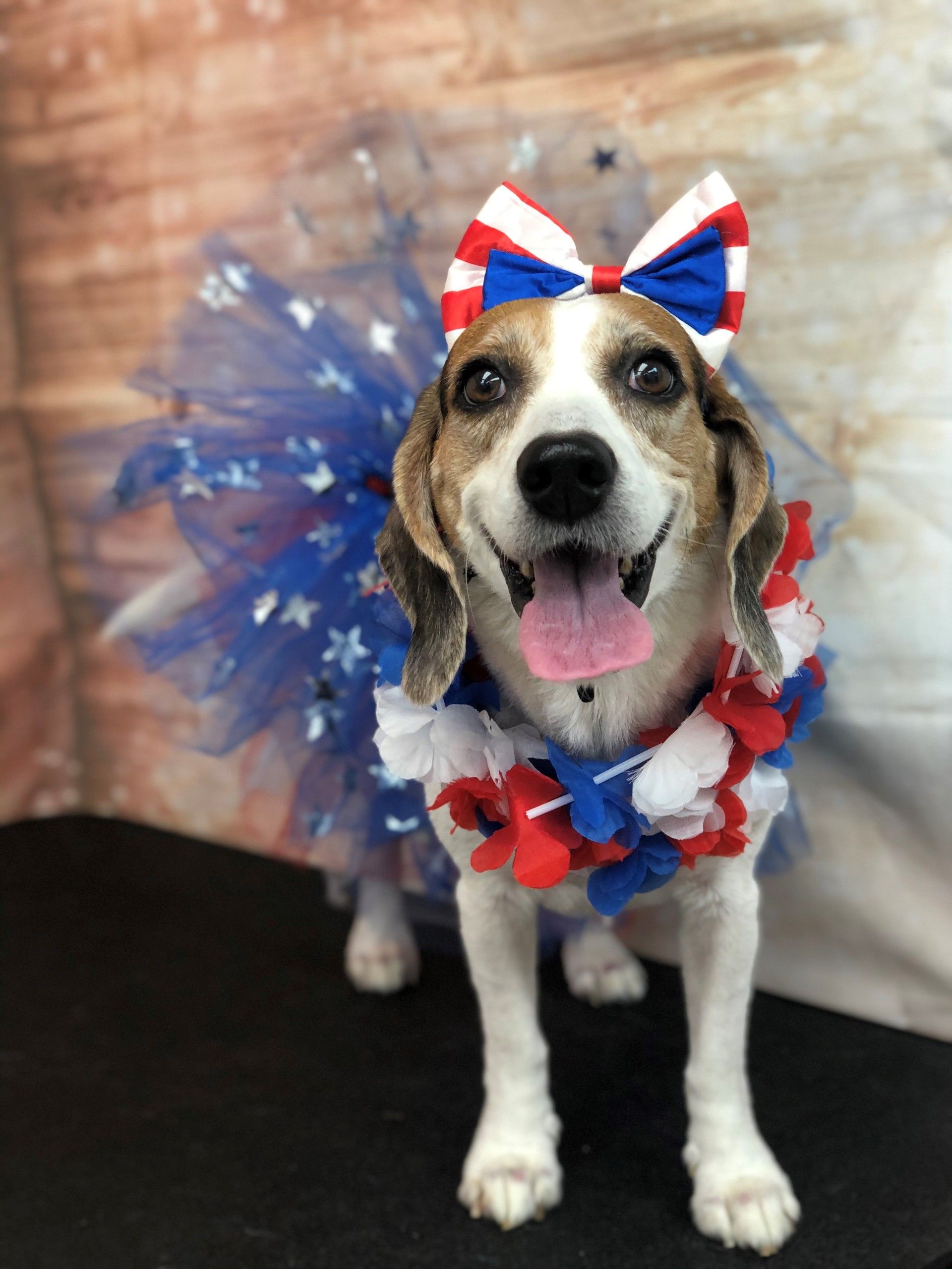 Dog Wearing a Costume | Punta Gorda, FL | Adorable Dogs