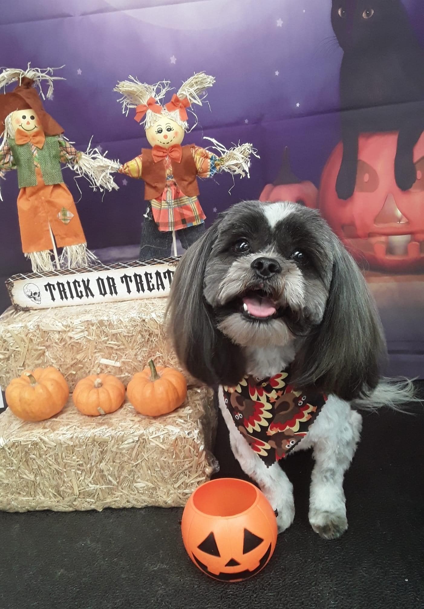 Trick or Treat Puppy | Punta Gorda, FL | Adorable Dogs