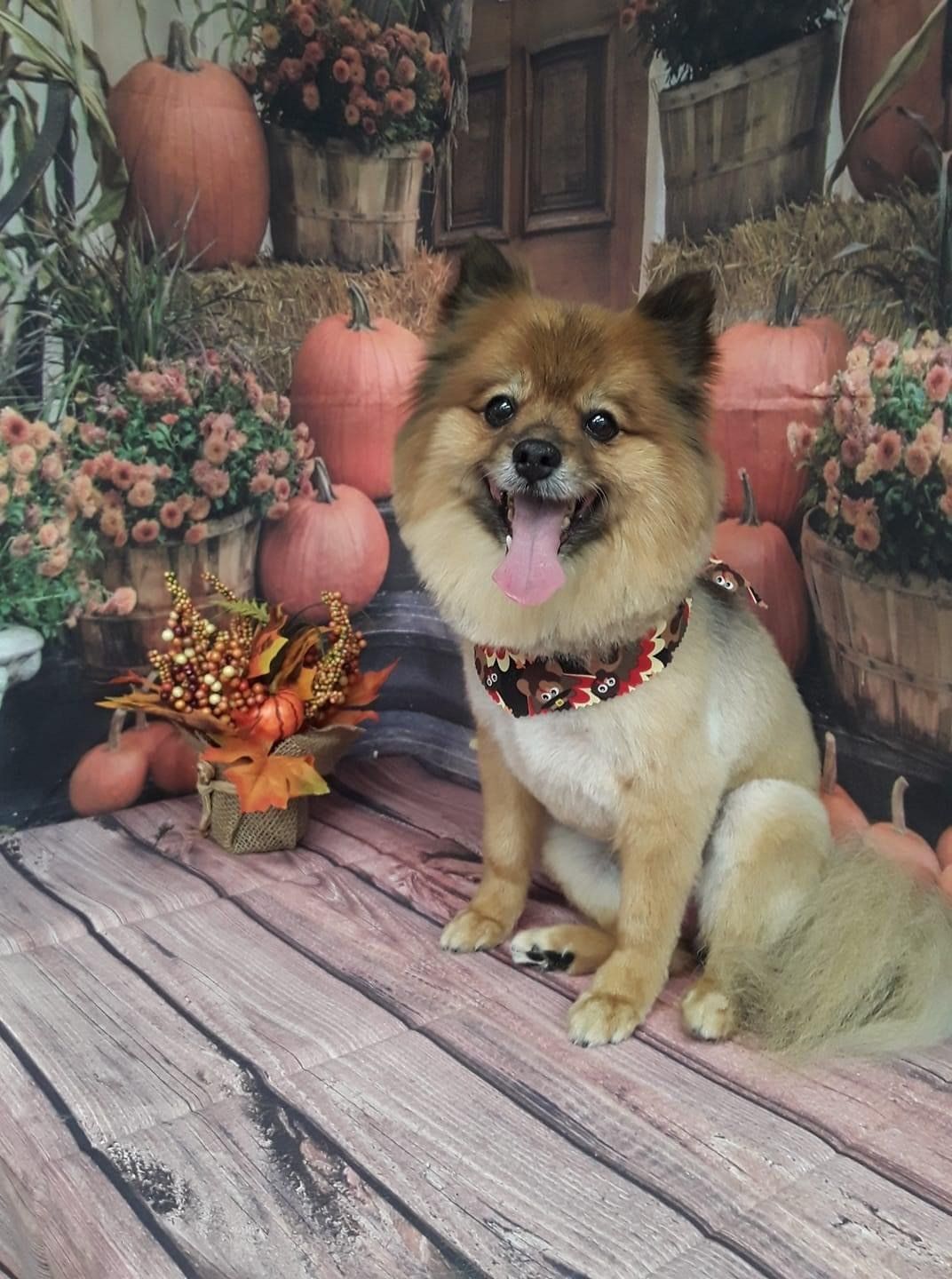 Puppy with Neck Handkerchief | Punta Gorda, FL | Adorable Dogs